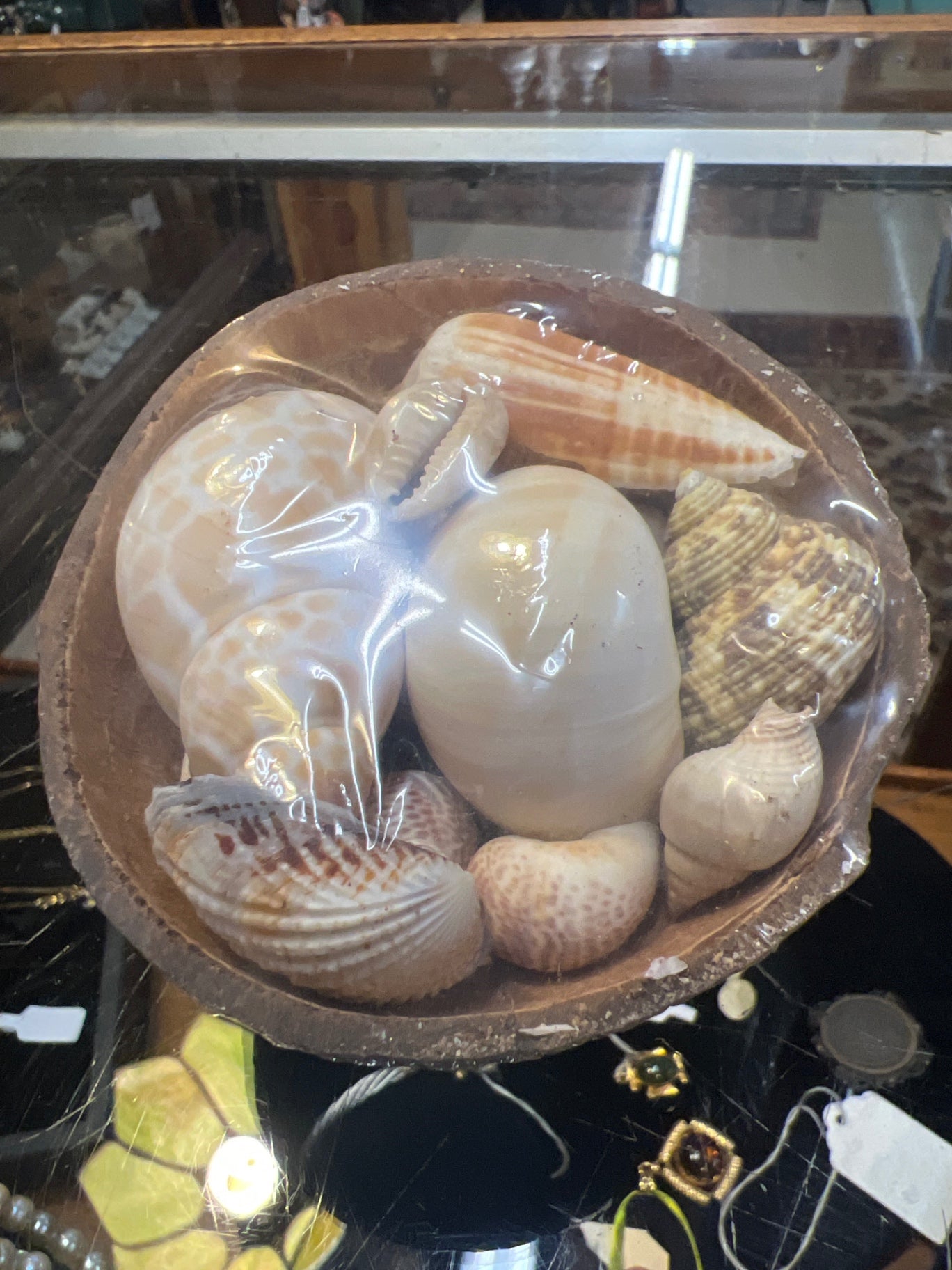 Coco Shell Collection Varied (Cream, beige, light brown) Shells (Natural), Plastic (Covering)