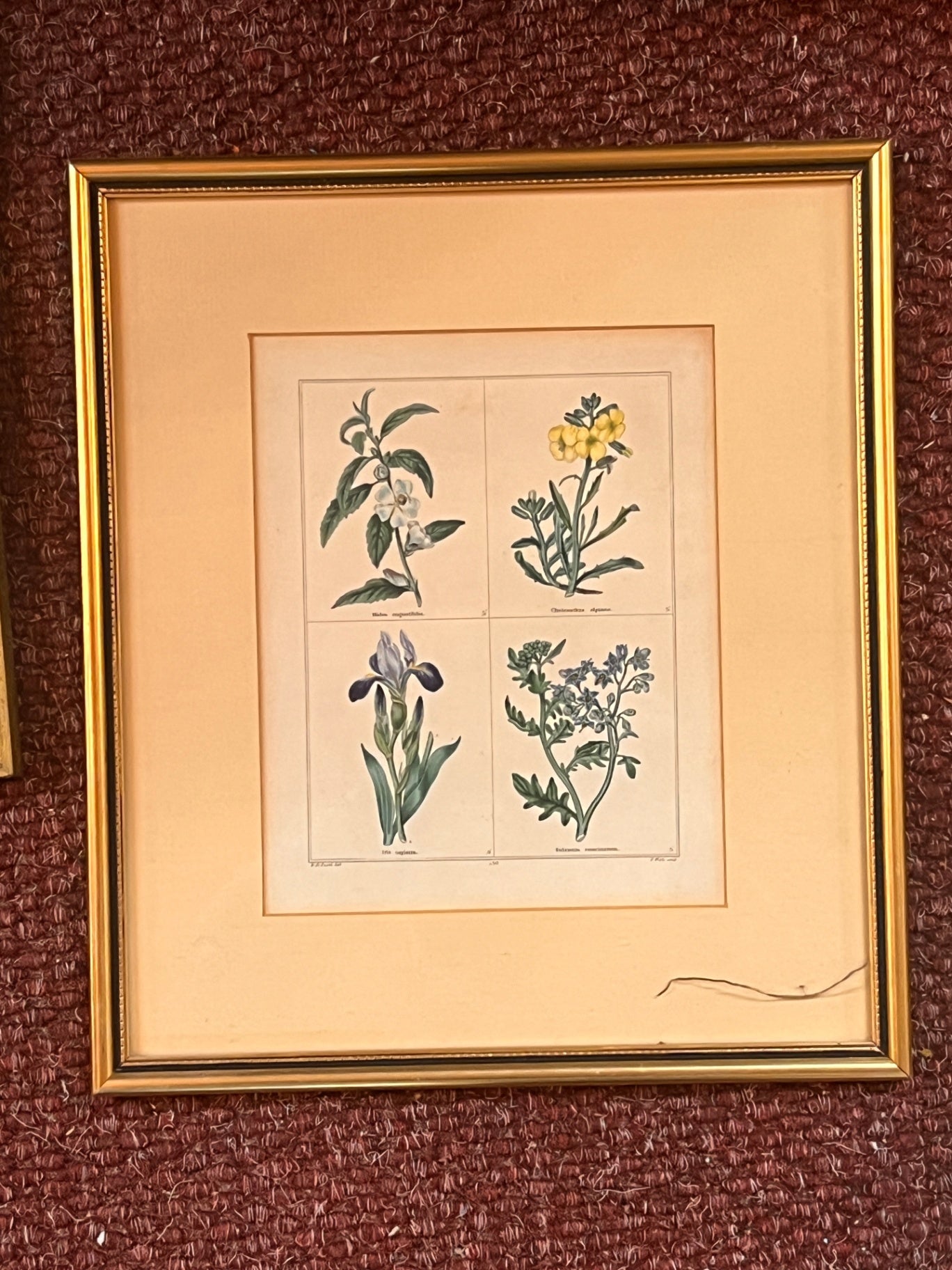 Wild Flowers Plate 130