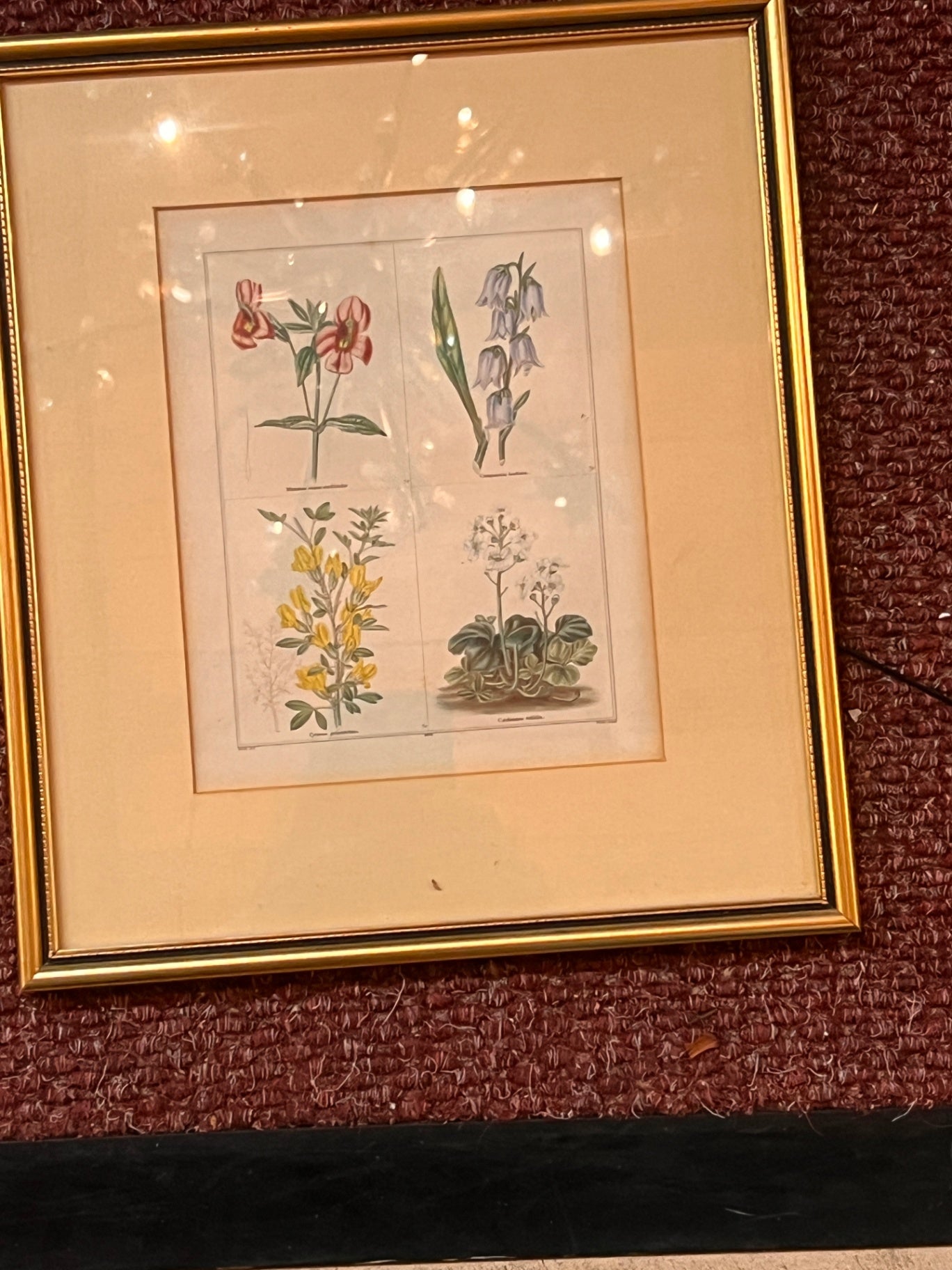 Wild Flowers Plate 204