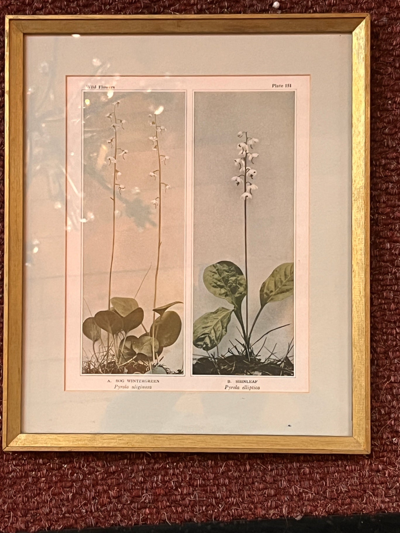 Wild Flowers Plate 151