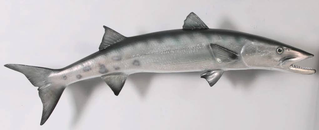 Barracuda 51.75"lx5.75"wx14.75"h