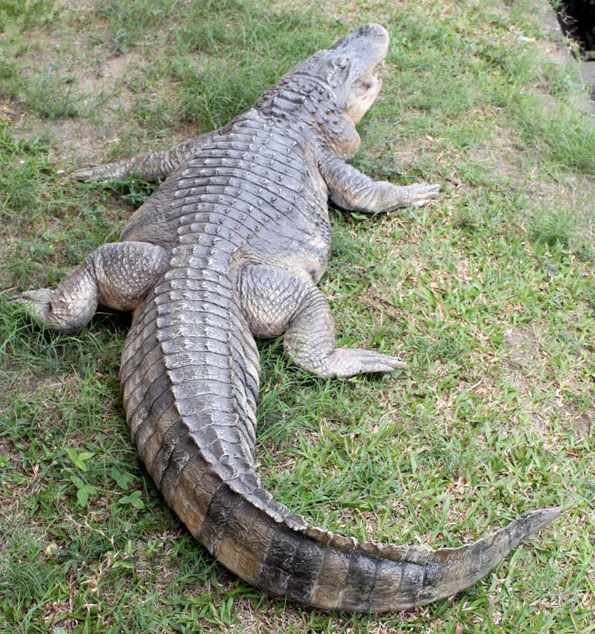 8 ft. American Alligator  95"l X 34"w X10"h