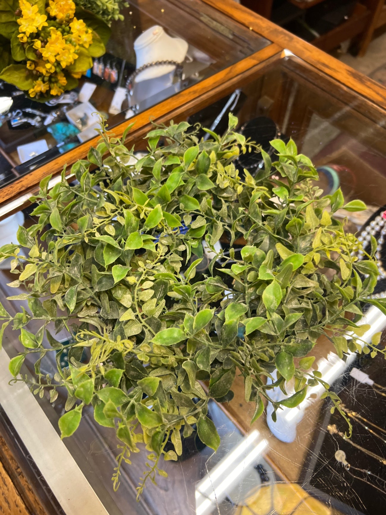Plant Green Foliage
