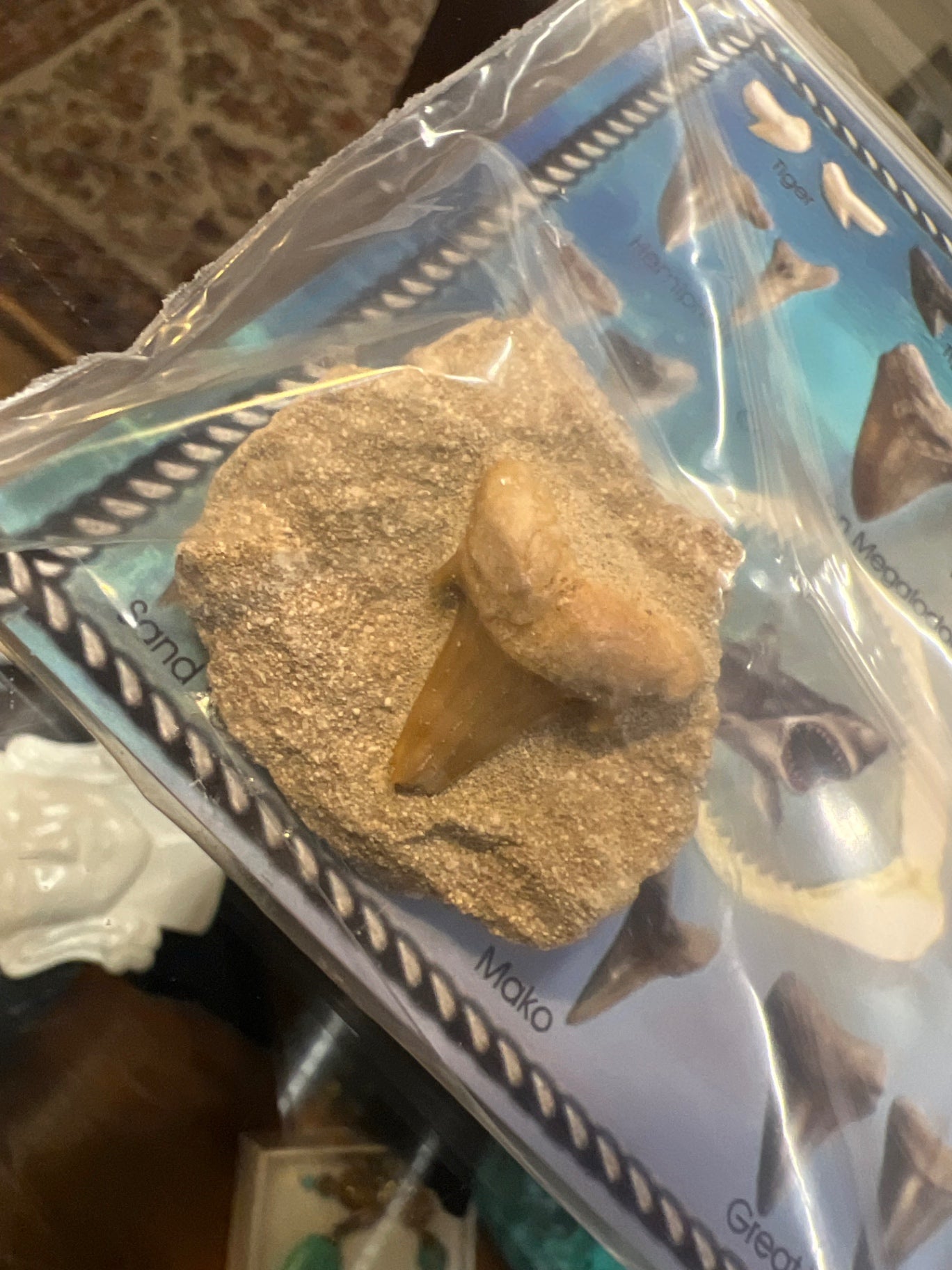 Fossil Beige and brown Sandstone and mineral deposits