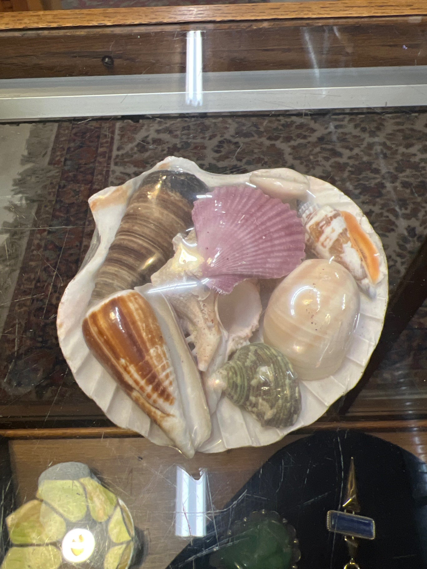 Decorative Shell pack Variety of colors including pink, brown, green, white, and orange Shells, likely natural seashells