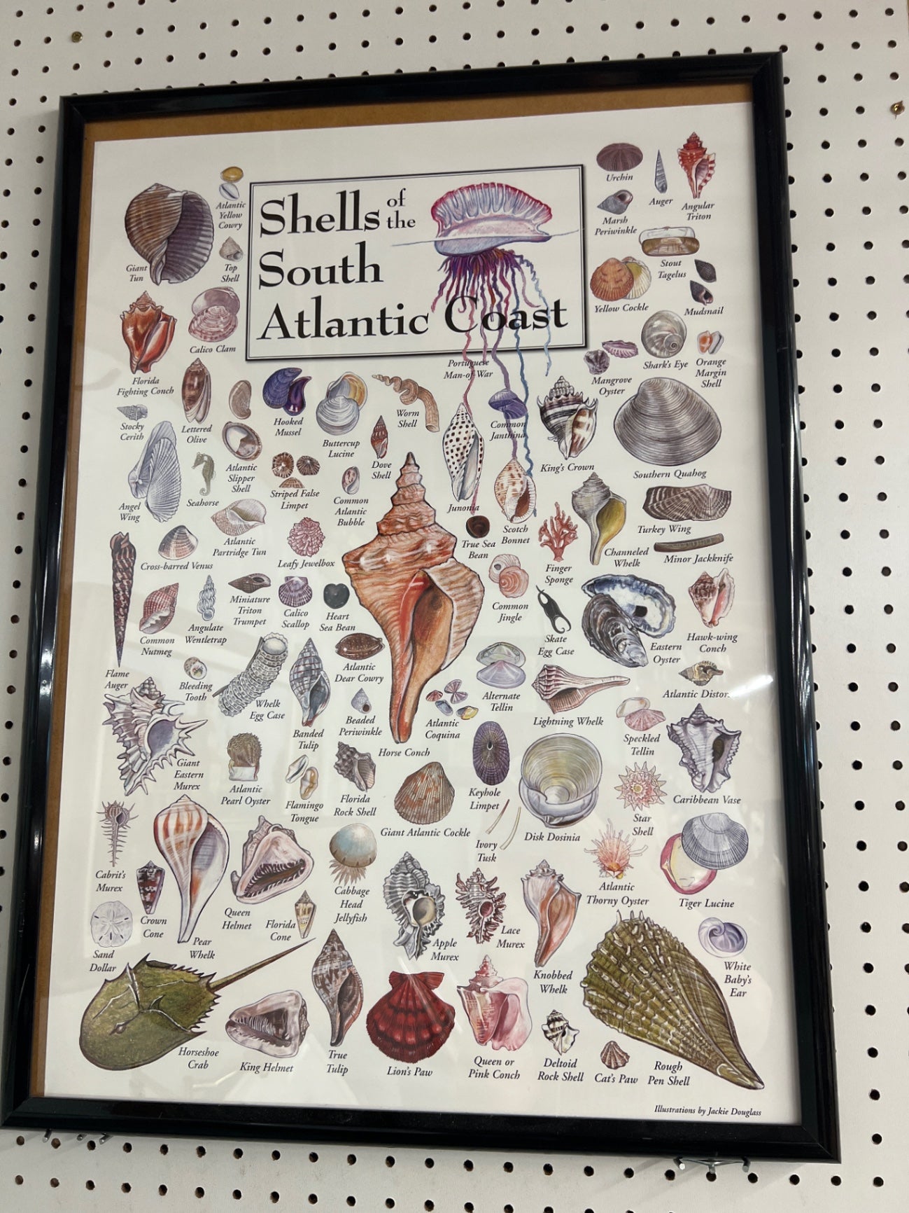 Seashells of the South Atlantic Coast