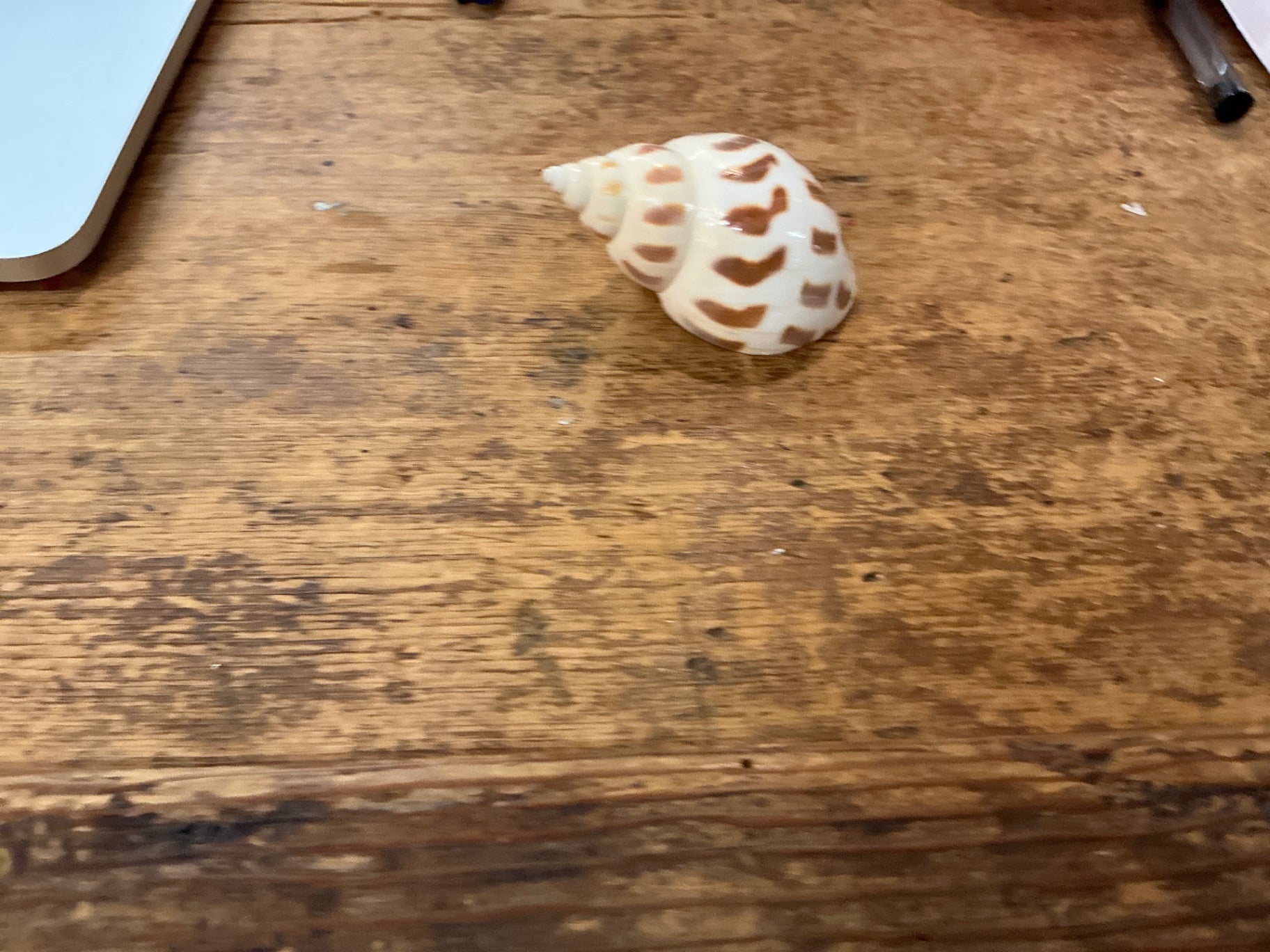 Shell with brown spots