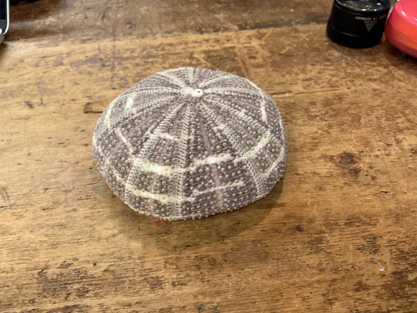 Decorative Shell Collection Cream and brown Sea urchin shell