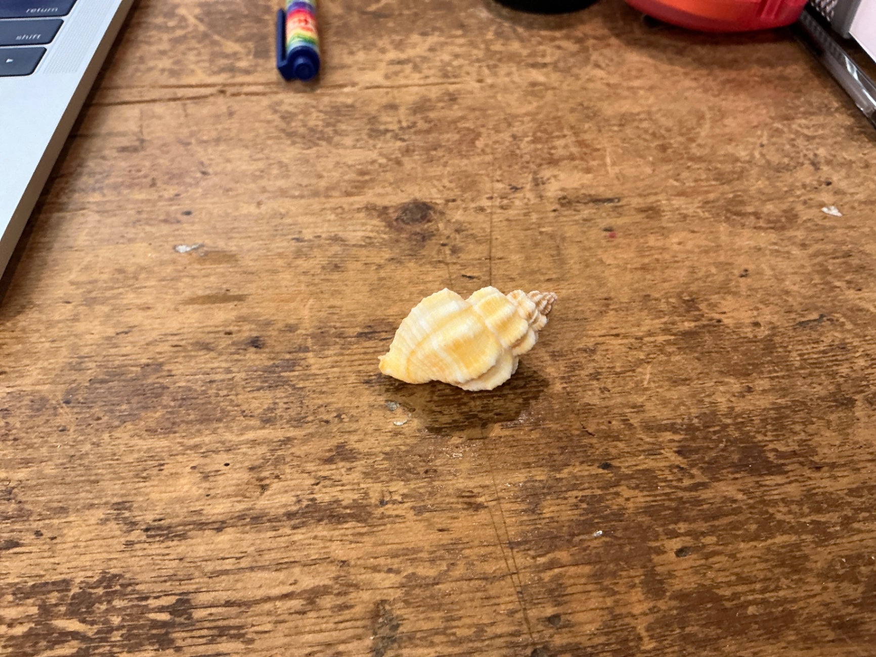Decorative Shell Collection Creamy Beige Shell