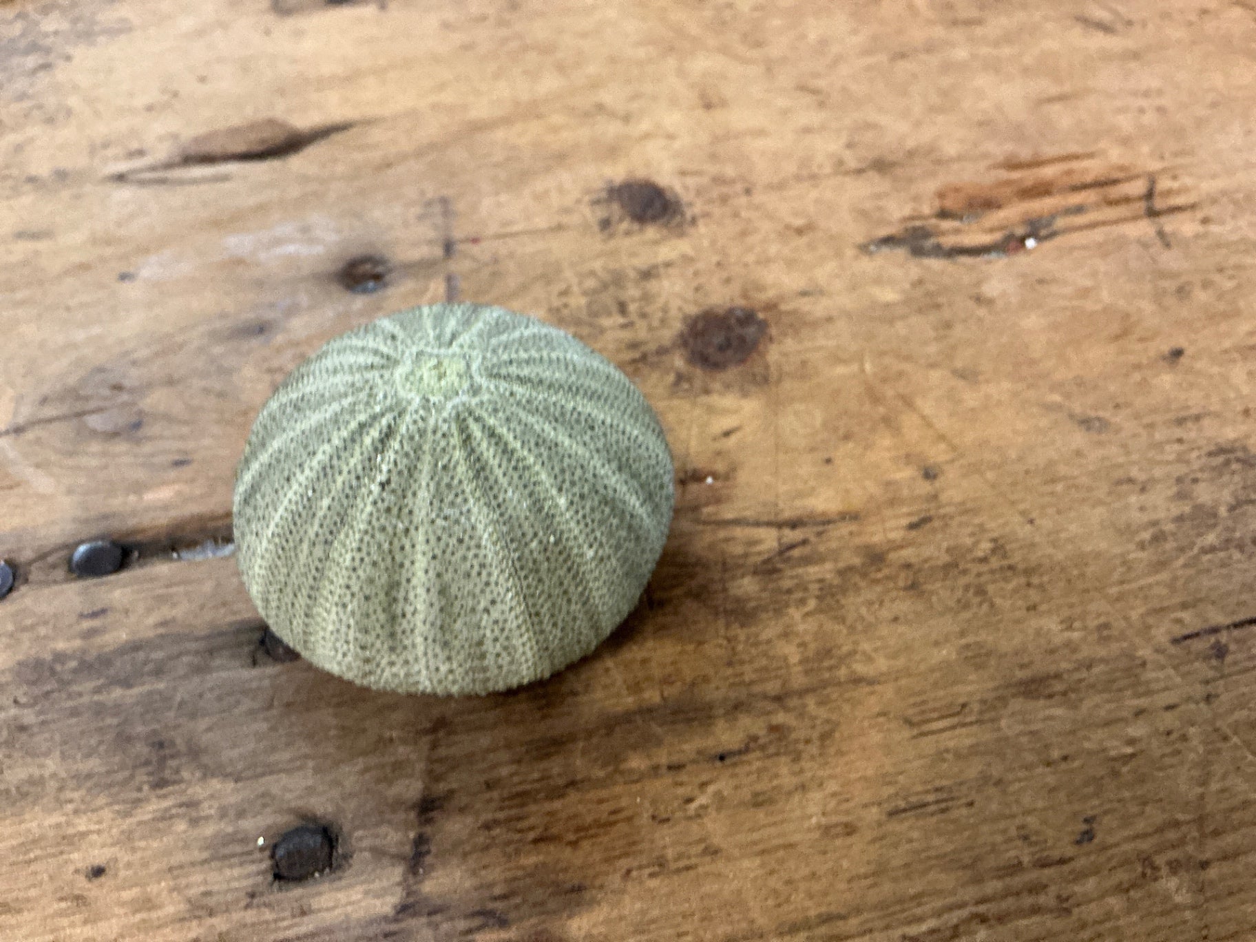 Decorative Shell Collection Green Ceramic