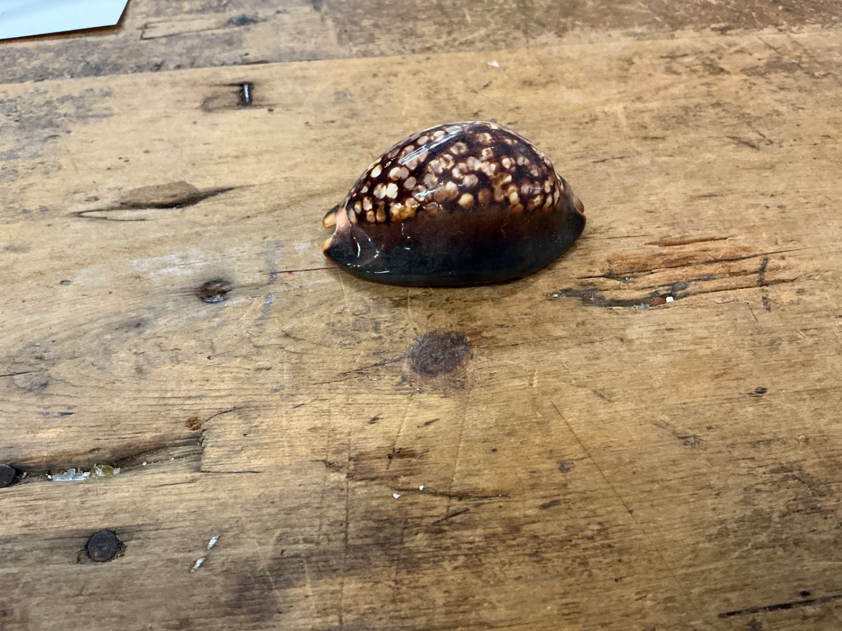 Sh’ Brown and black Shell