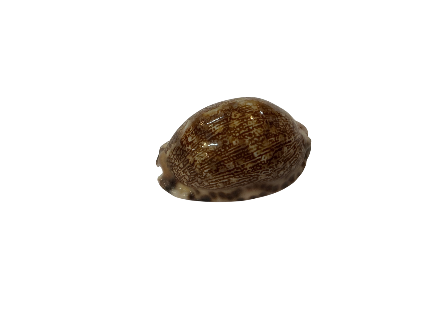 Decorative Shell Collection Brown and cream Seashell