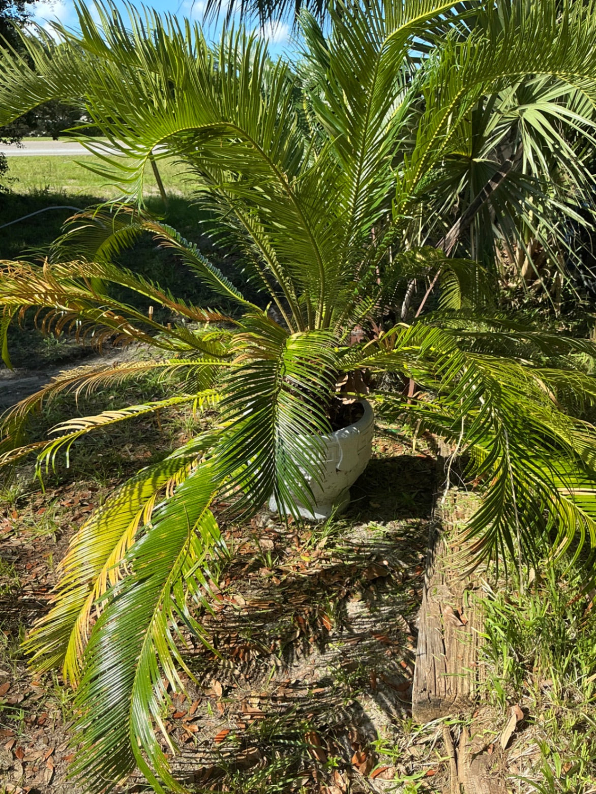 Decorative Planter Palm