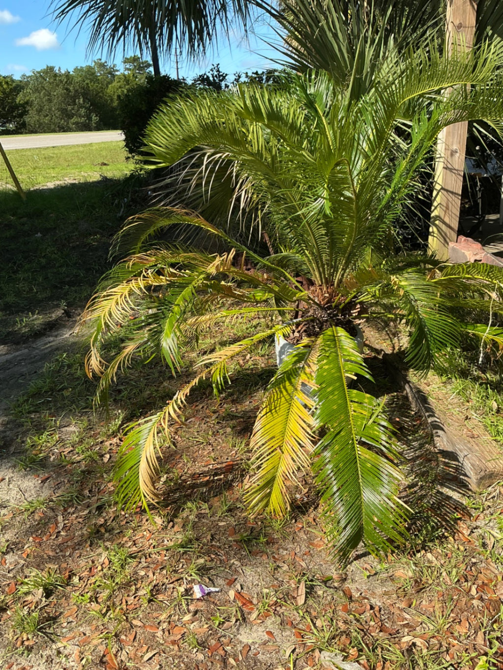 Decorative Planter Palm
