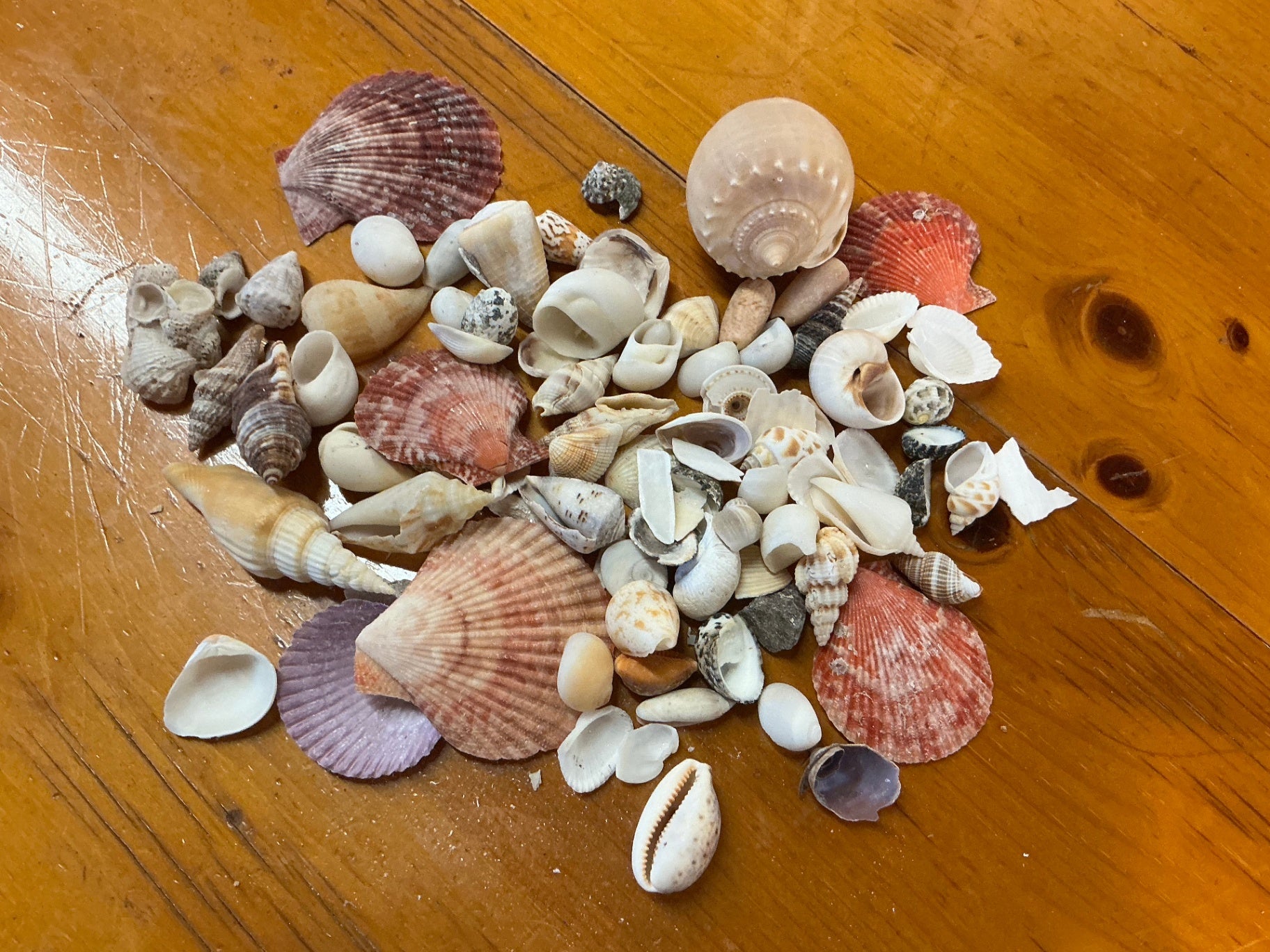 Shells Multicolor Assorted Shells