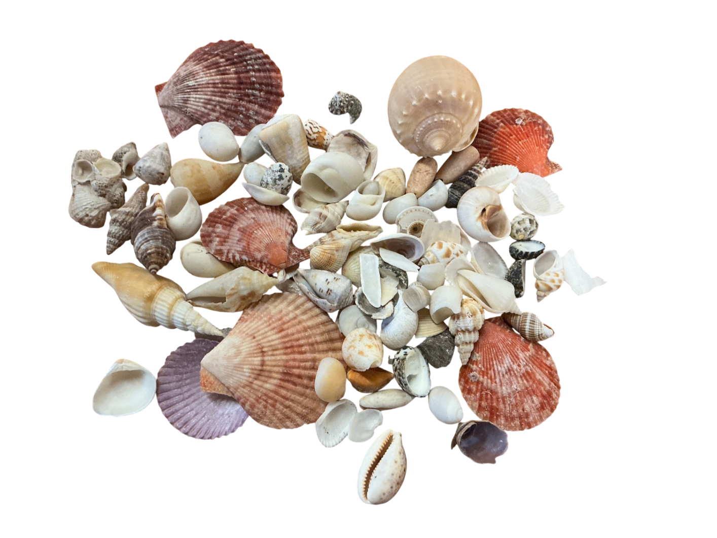 Shells Multicolor Assorted Shells