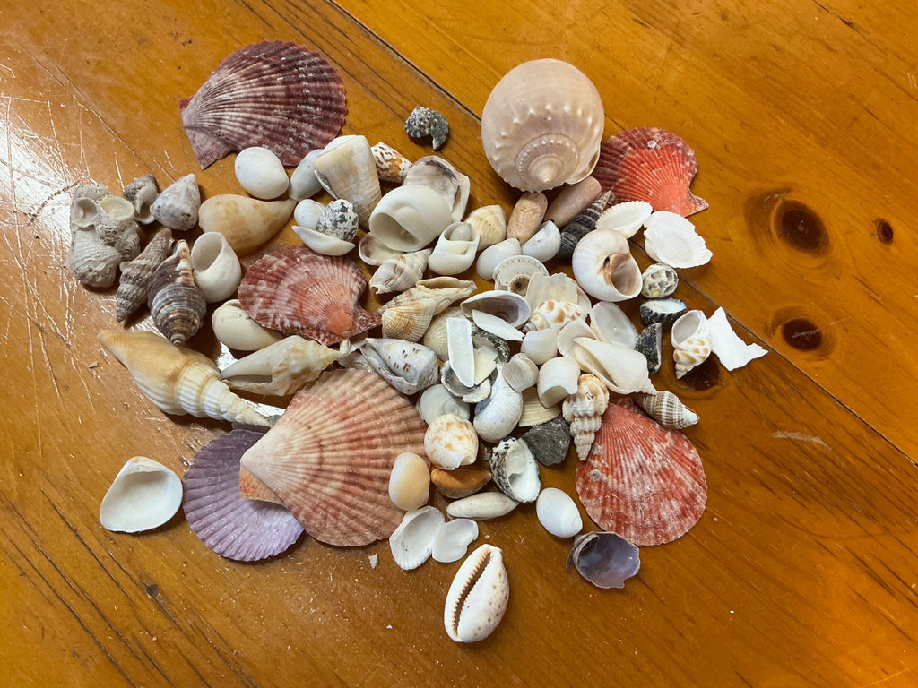 Shells Multicolor Assorted Shells