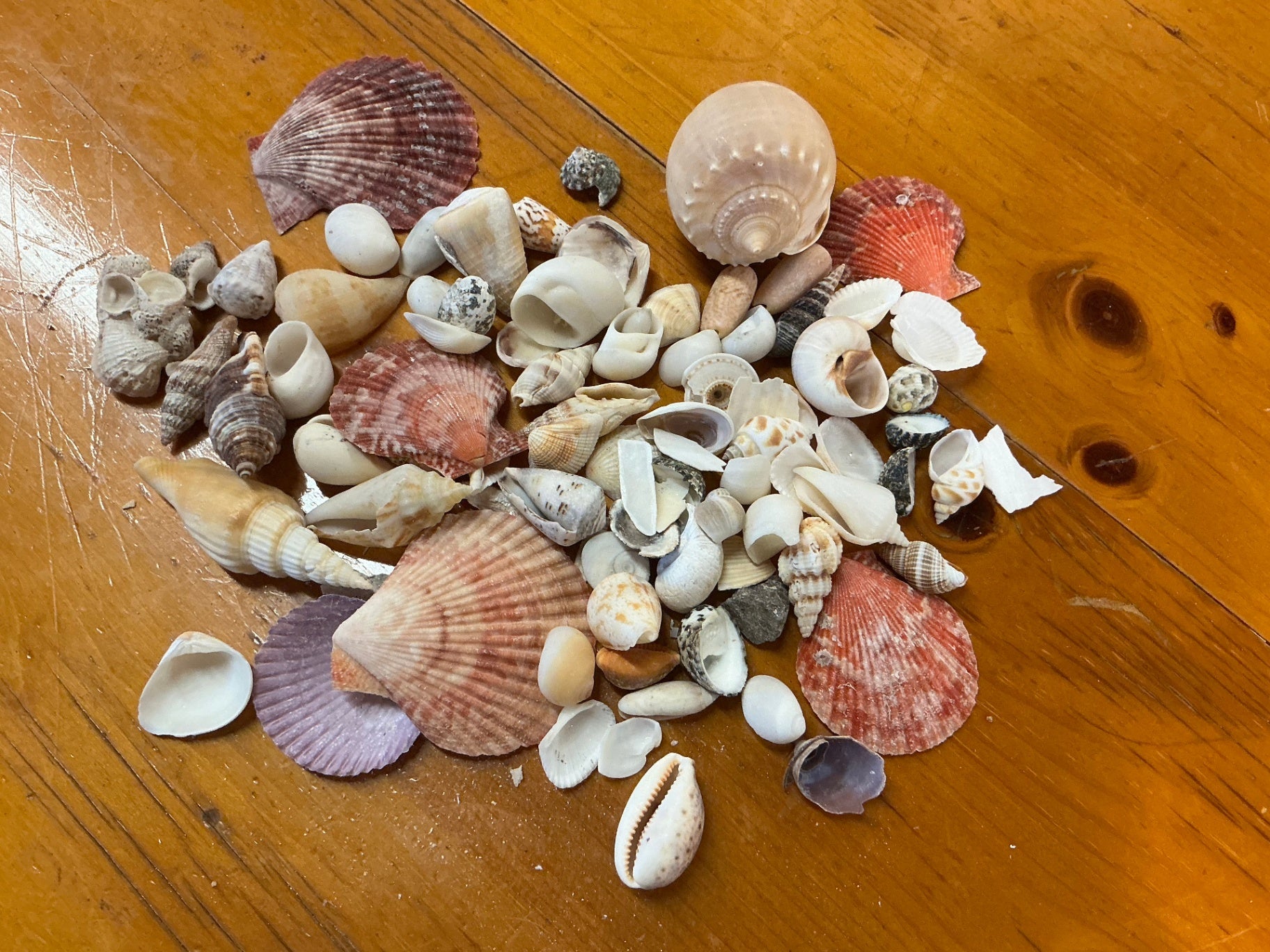 Shells Multicolor Assorted Shells