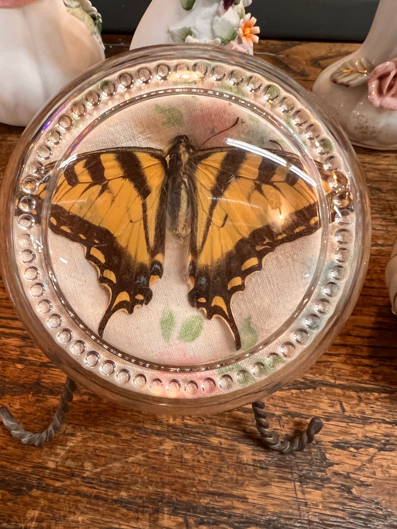 Monarch Butterfly Encased In Glass