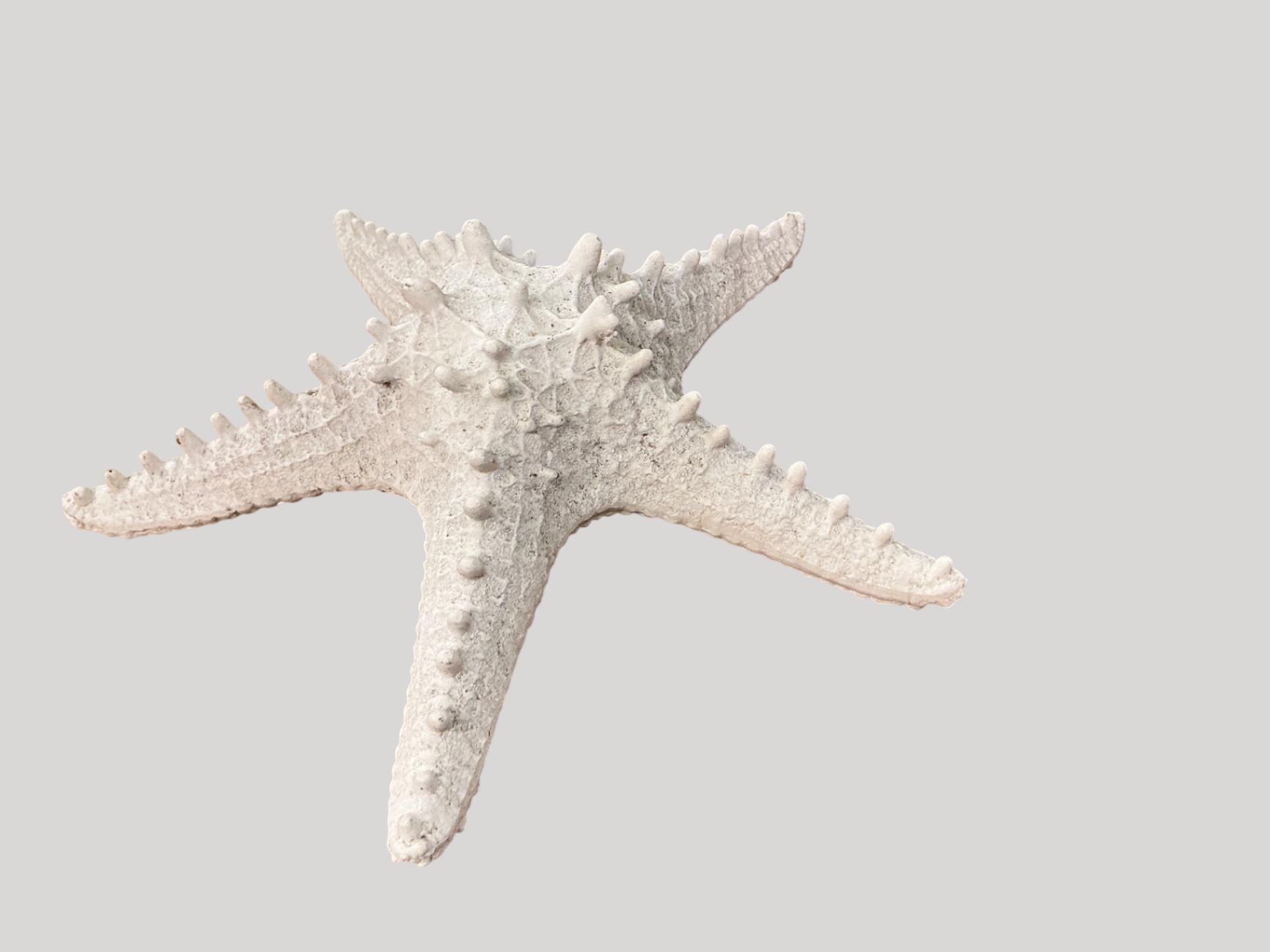 Star Fish Decor