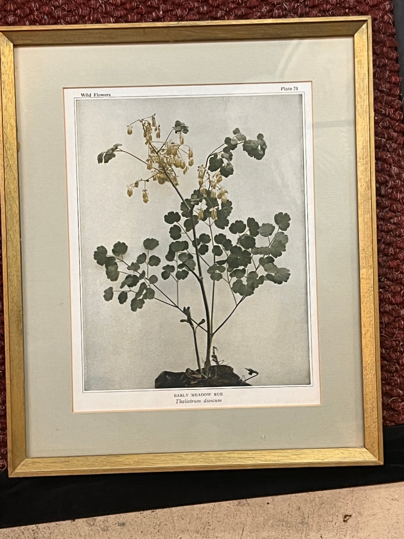 Wild Flowers Plate 71