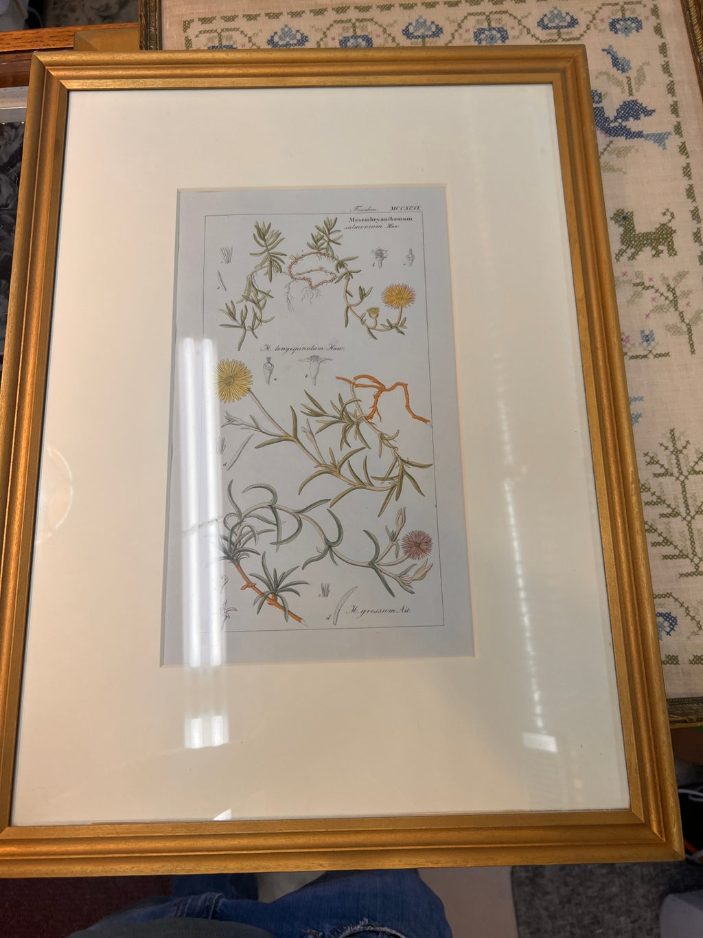 Pair of 19th-Century Hand-Colored Botanical Engravings — Mesembryanthemum Studies (Ice Plant Family)