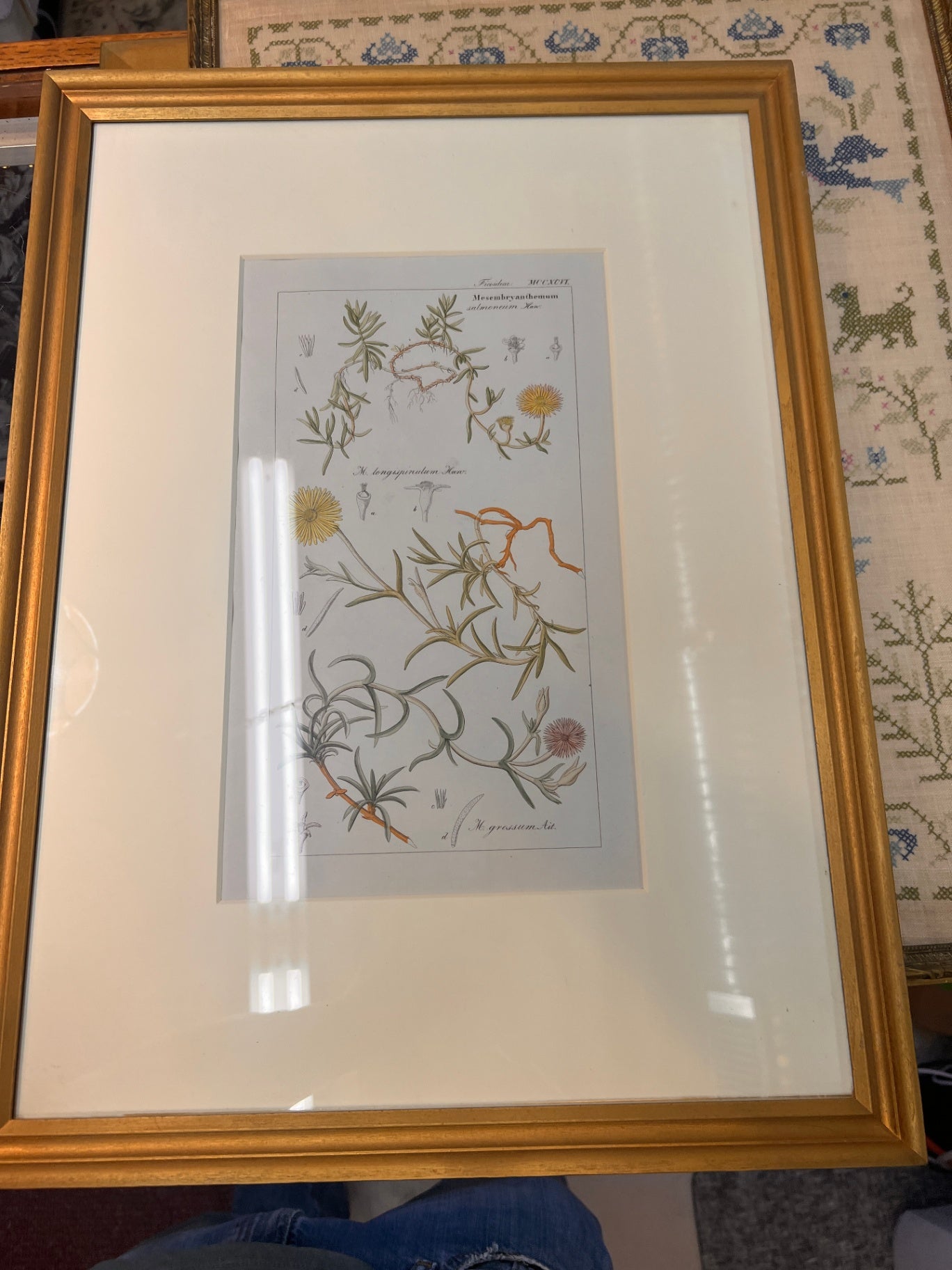 Pair of 19th-Century Hand-Colored Botanical Engravings — Mesembryanthemum Studies (Ice Plant Family)