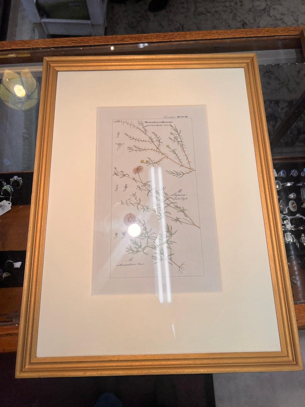 Pair of 19th-Century Hand-Colored Botanical Engravings — Mesembryanthemum Studies (Ice Plant Family)