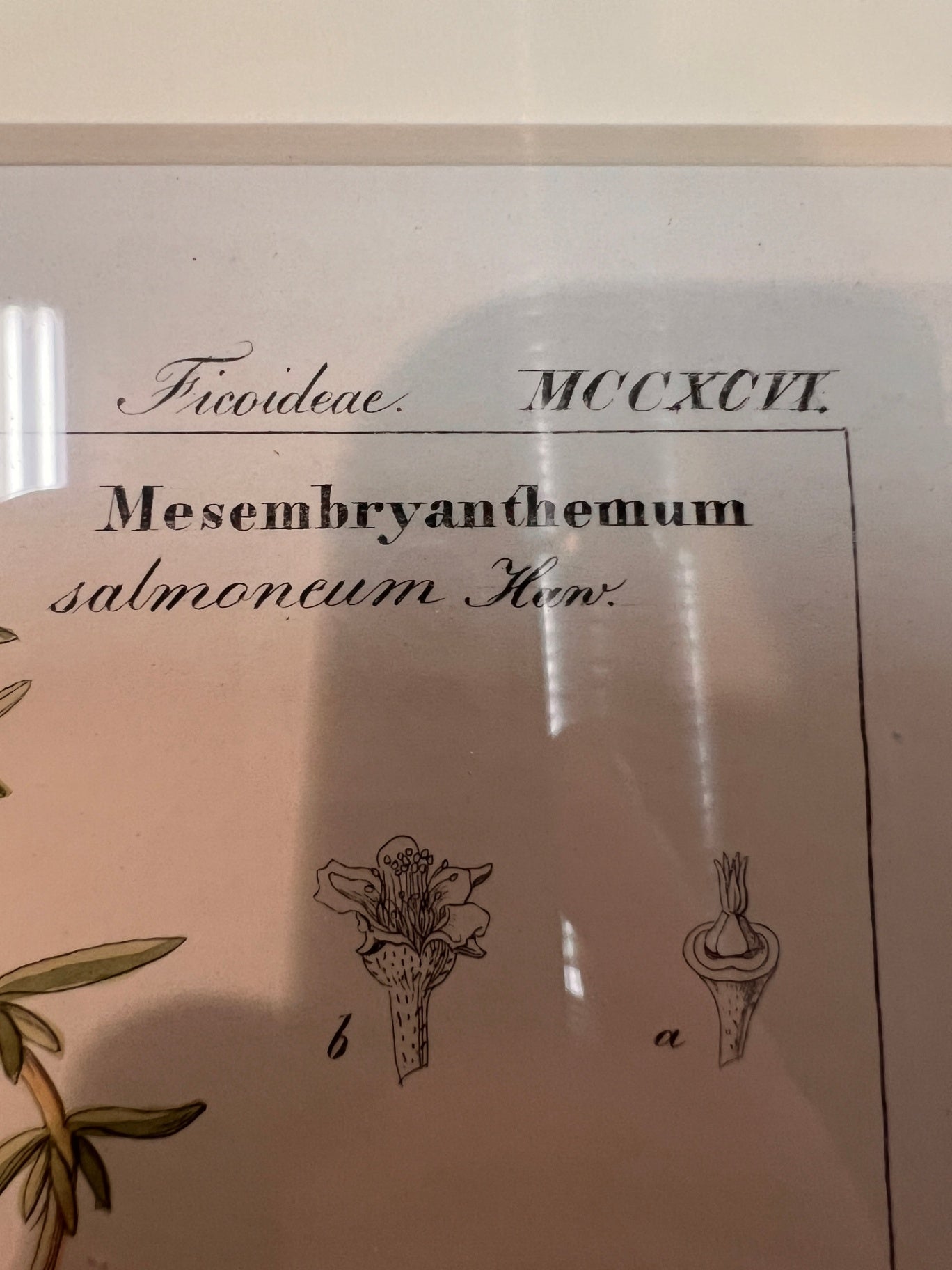 Pair of 19th-Century Hand-Colored Botanical Engravings — Mesembryanthemum Studies (Ice Plant Family)