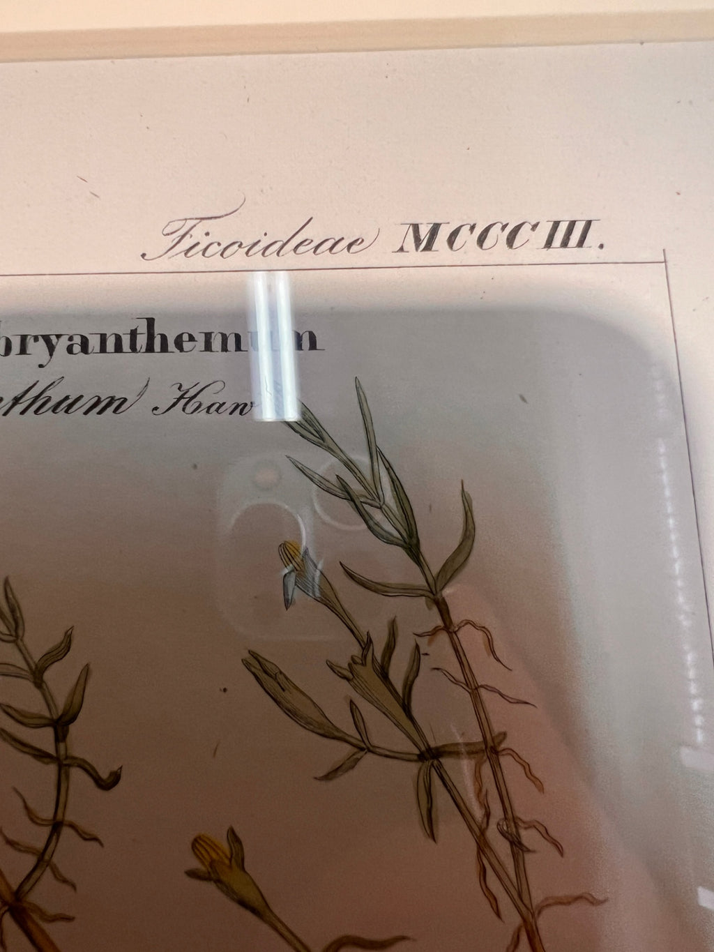 Pair of 19th-Century Hand-Colored Botanical Engravings — Mesembryanthemum Studies (Ice Plant Family)