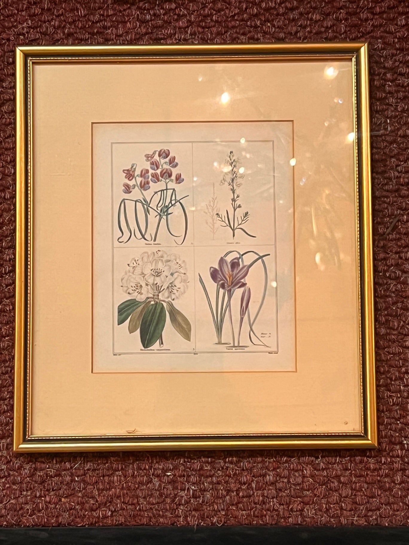 Wild Flowers Plate 225