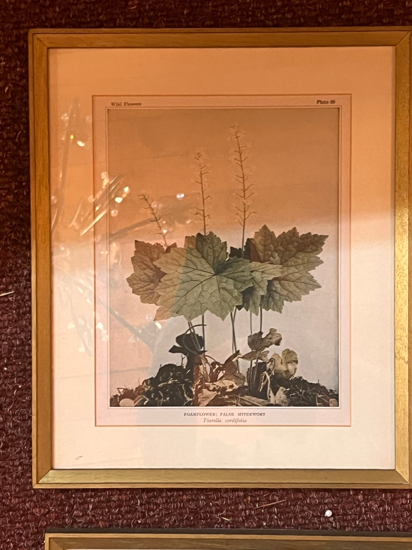 Framed Wildflowers Plate 88