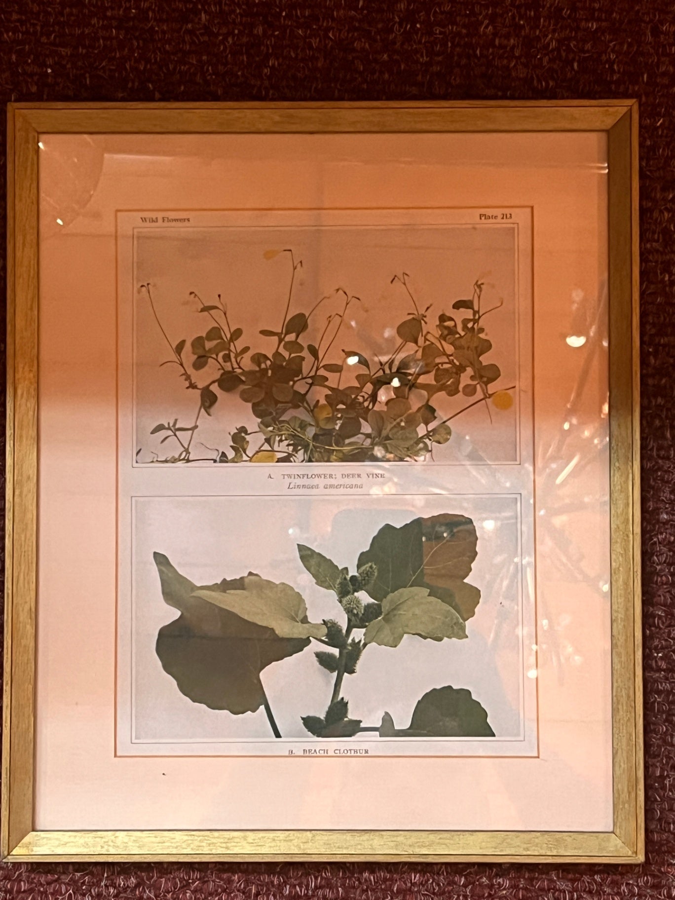 Framed Wildflowers Plate 213