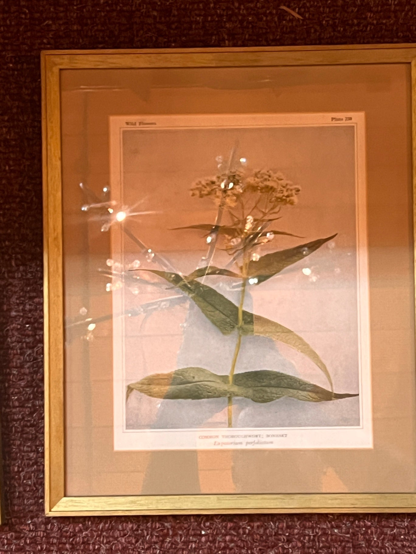 Framed Wildflowers Plate 230