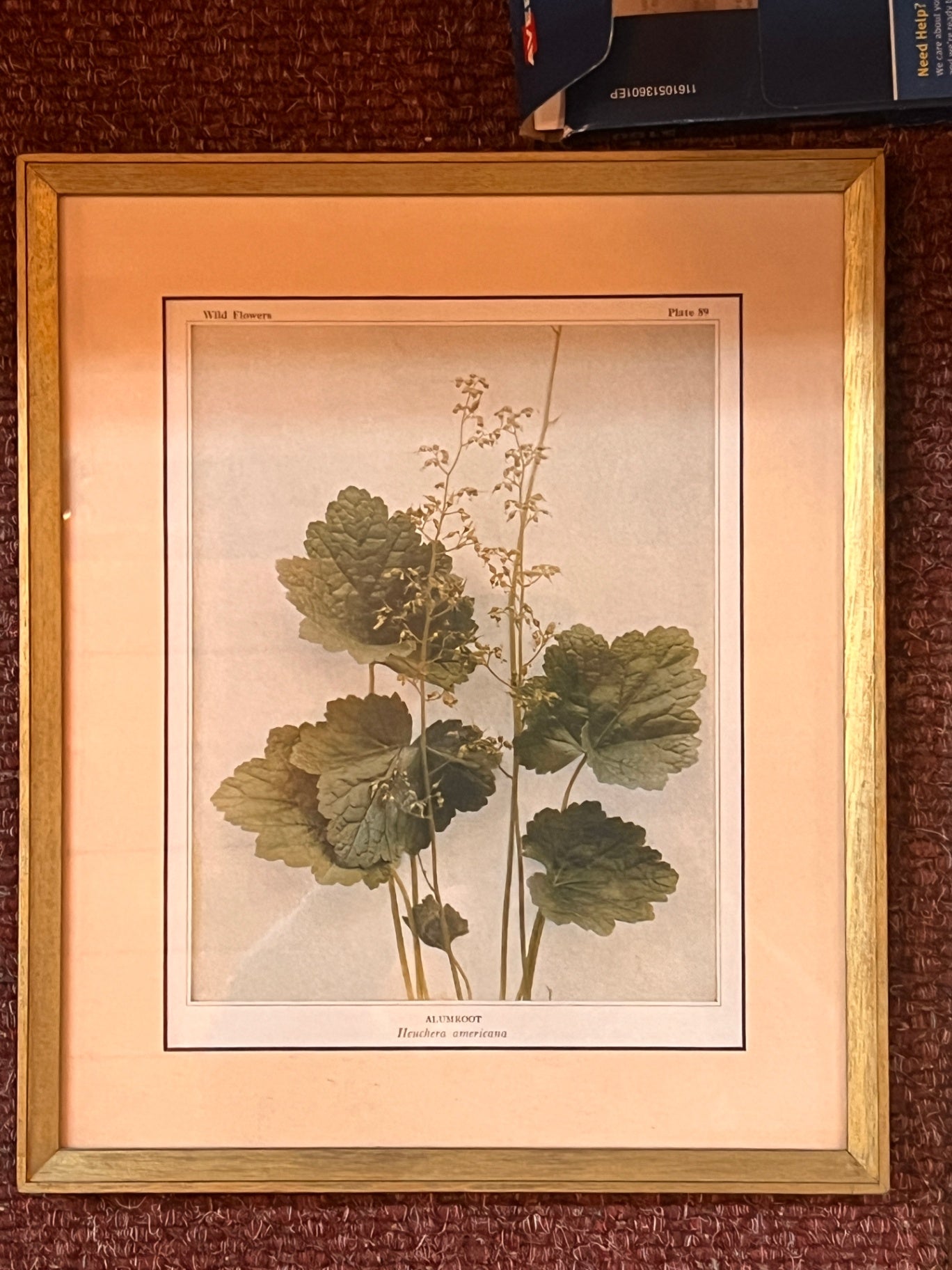 Framed Wildflowers Plate 89