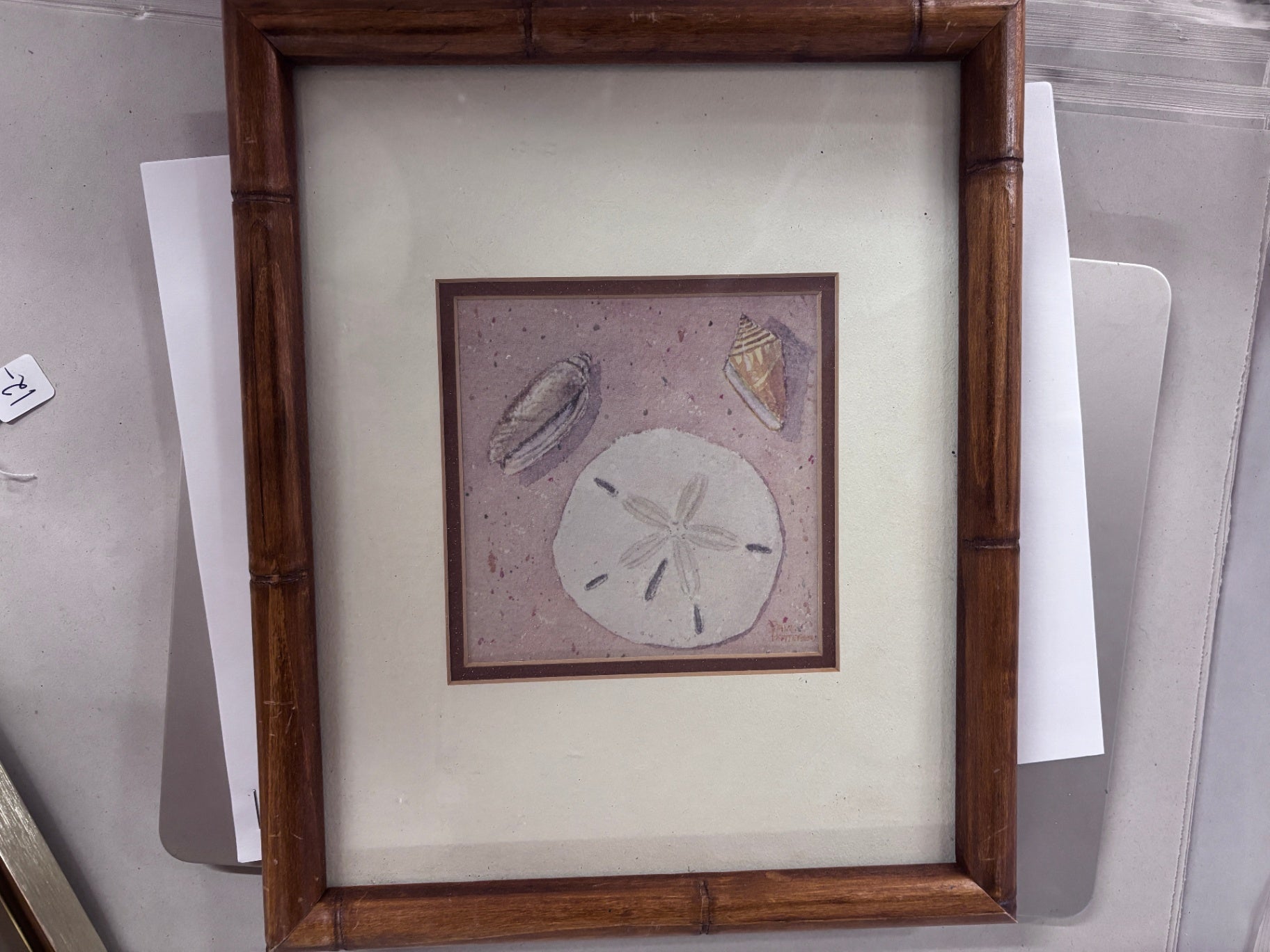 Framed Sand Dollar Picture