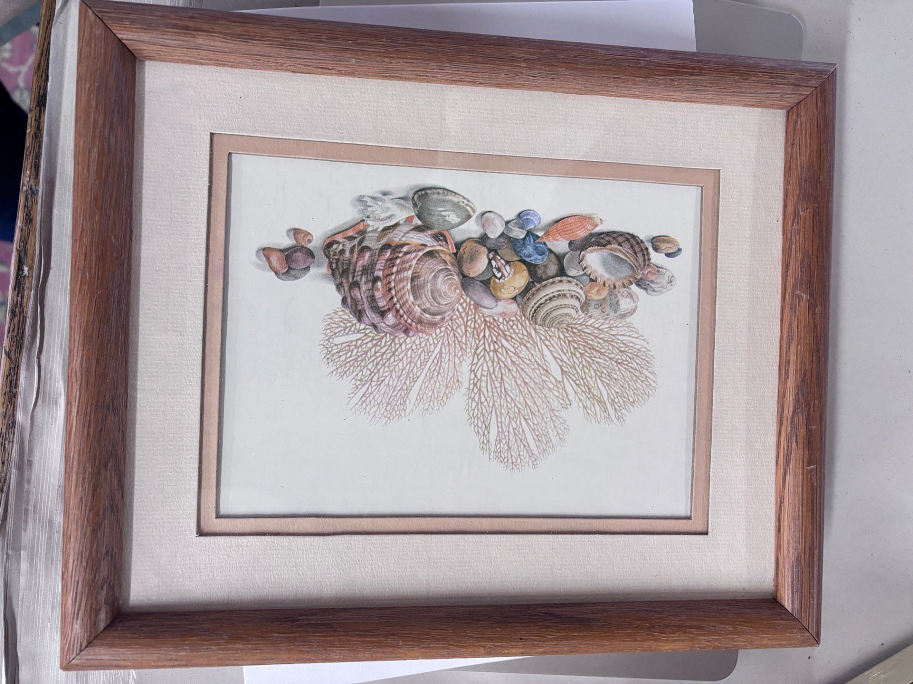 Framed Shell Print