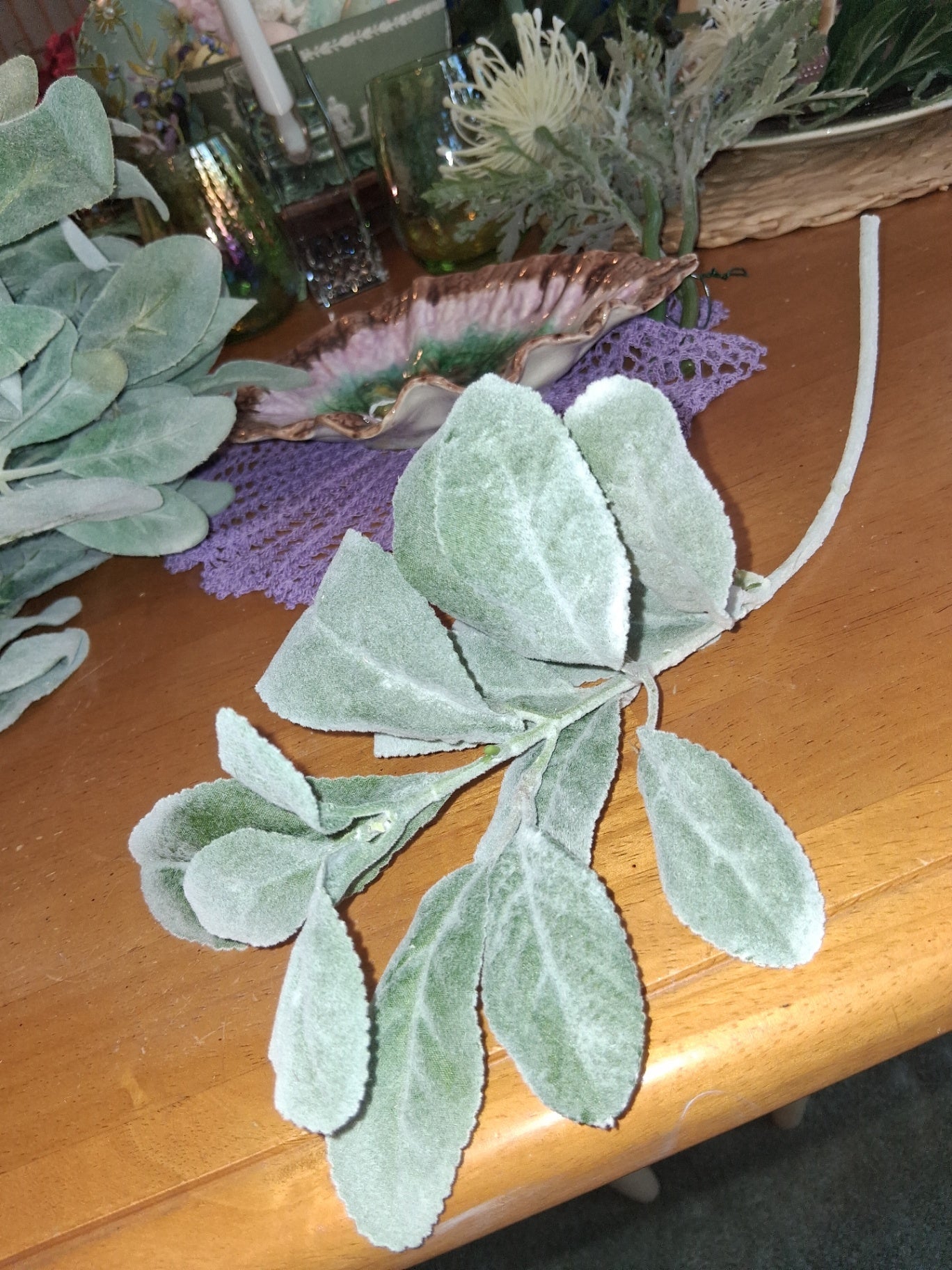 Dusty miller dsc