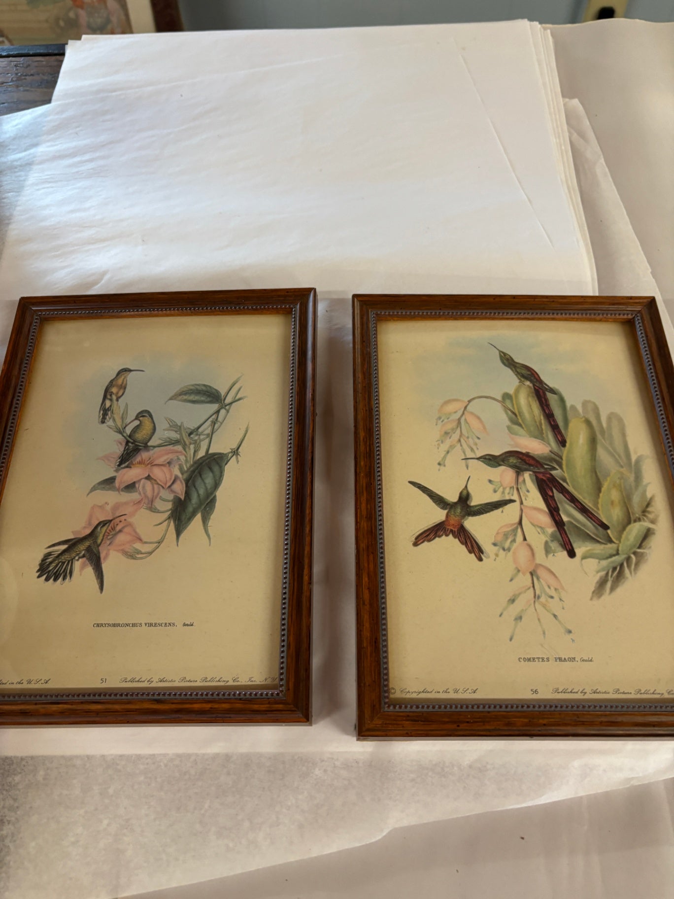 Two vintage John Gould hummingbird prints