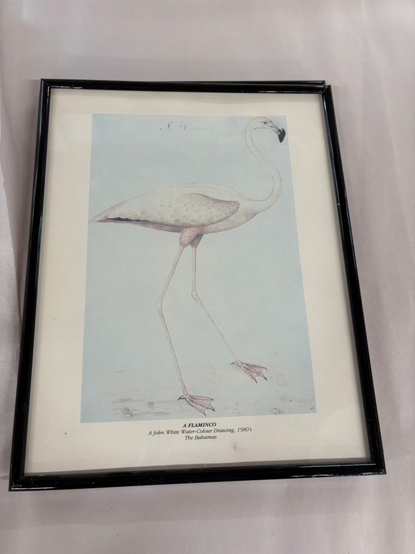 "A FLAMINCO" bird print, styled as a John White water-colour drawing from the 1580