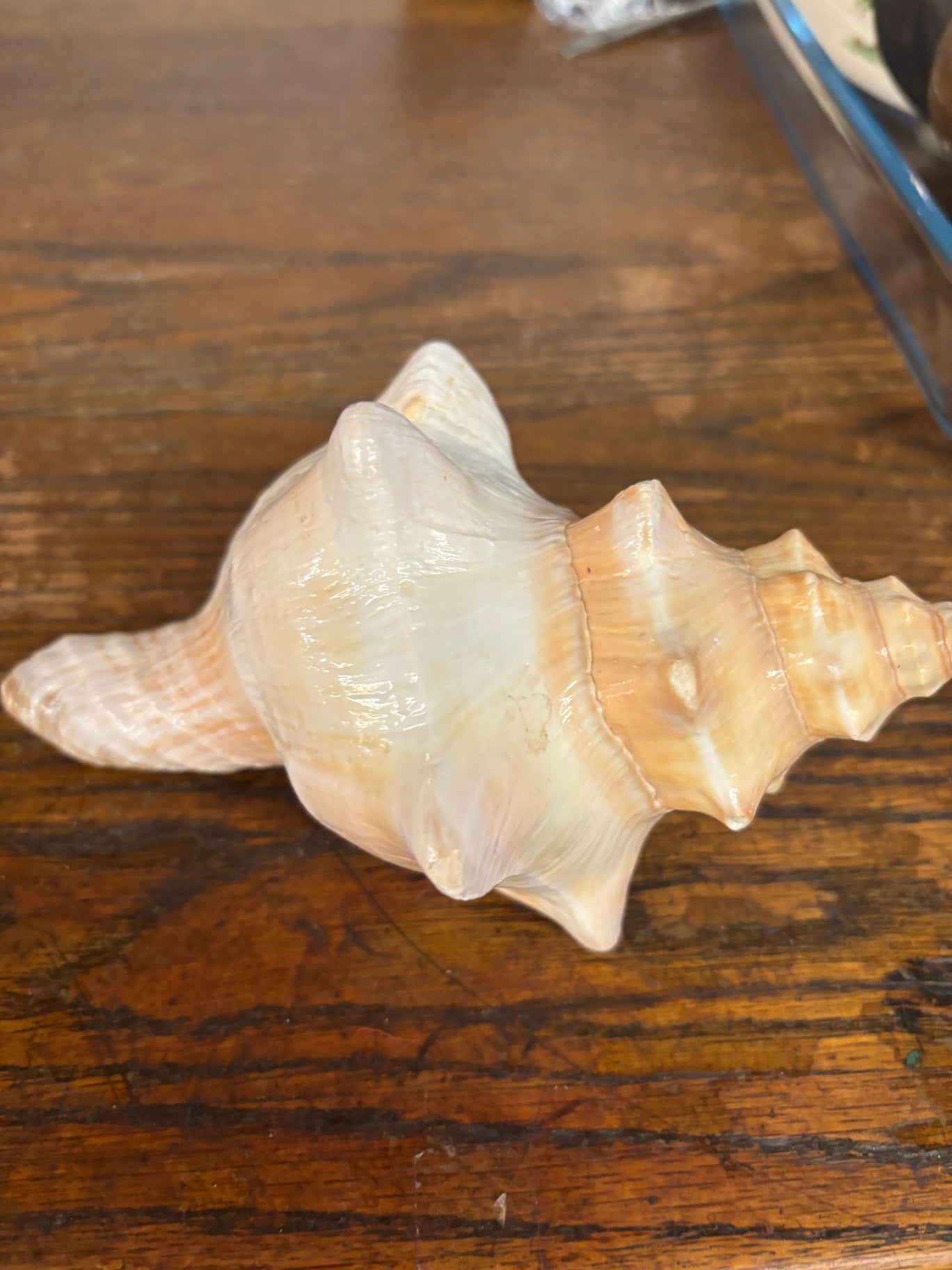 Conch Shell