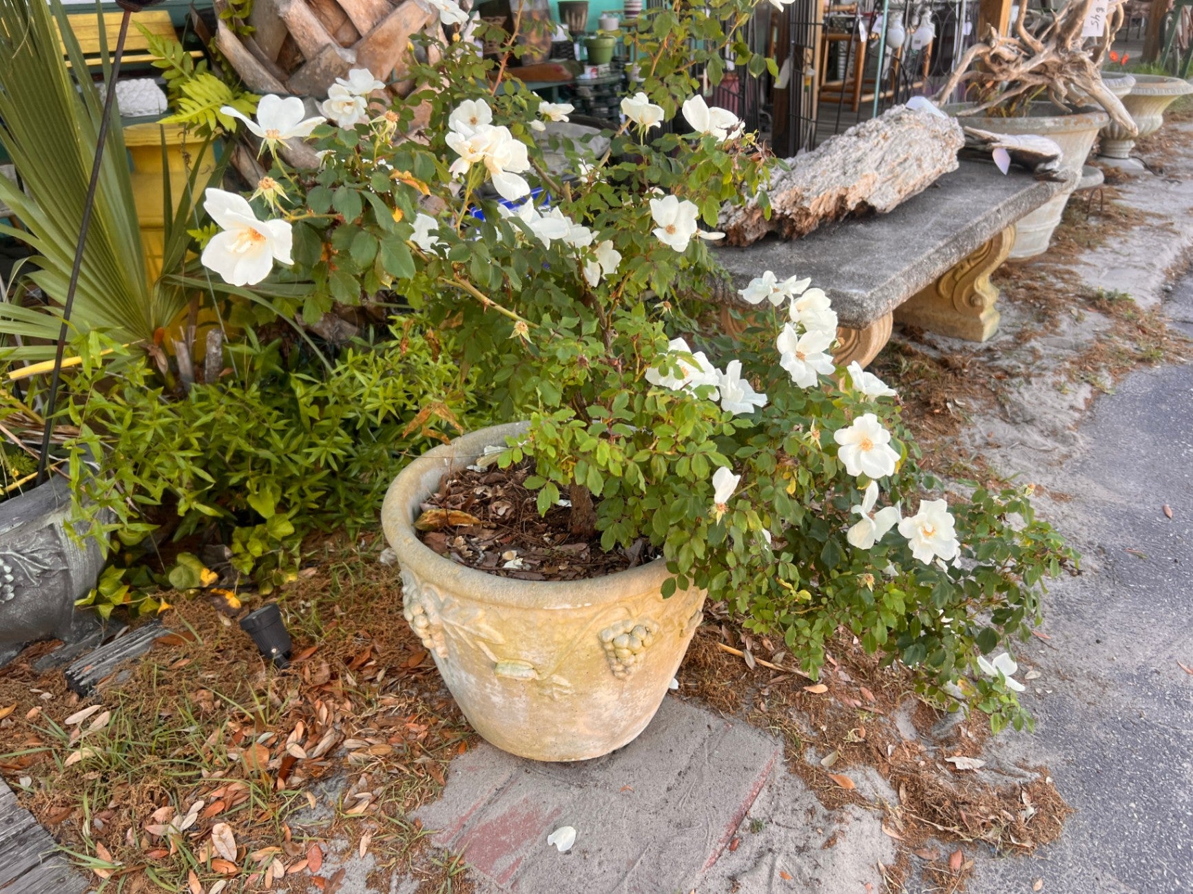 Large Concrete Planter with Large Tree