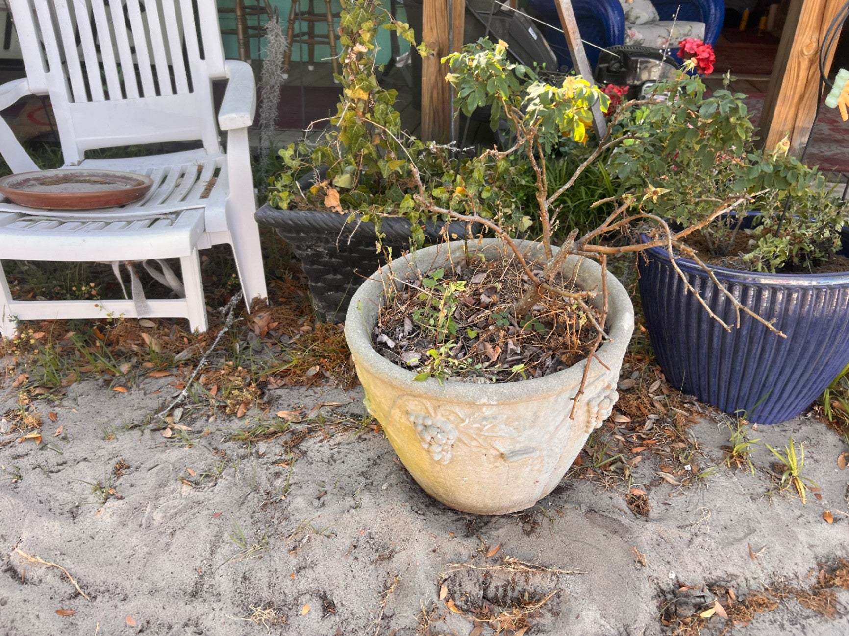 Large Concrete Planter With Small Tree