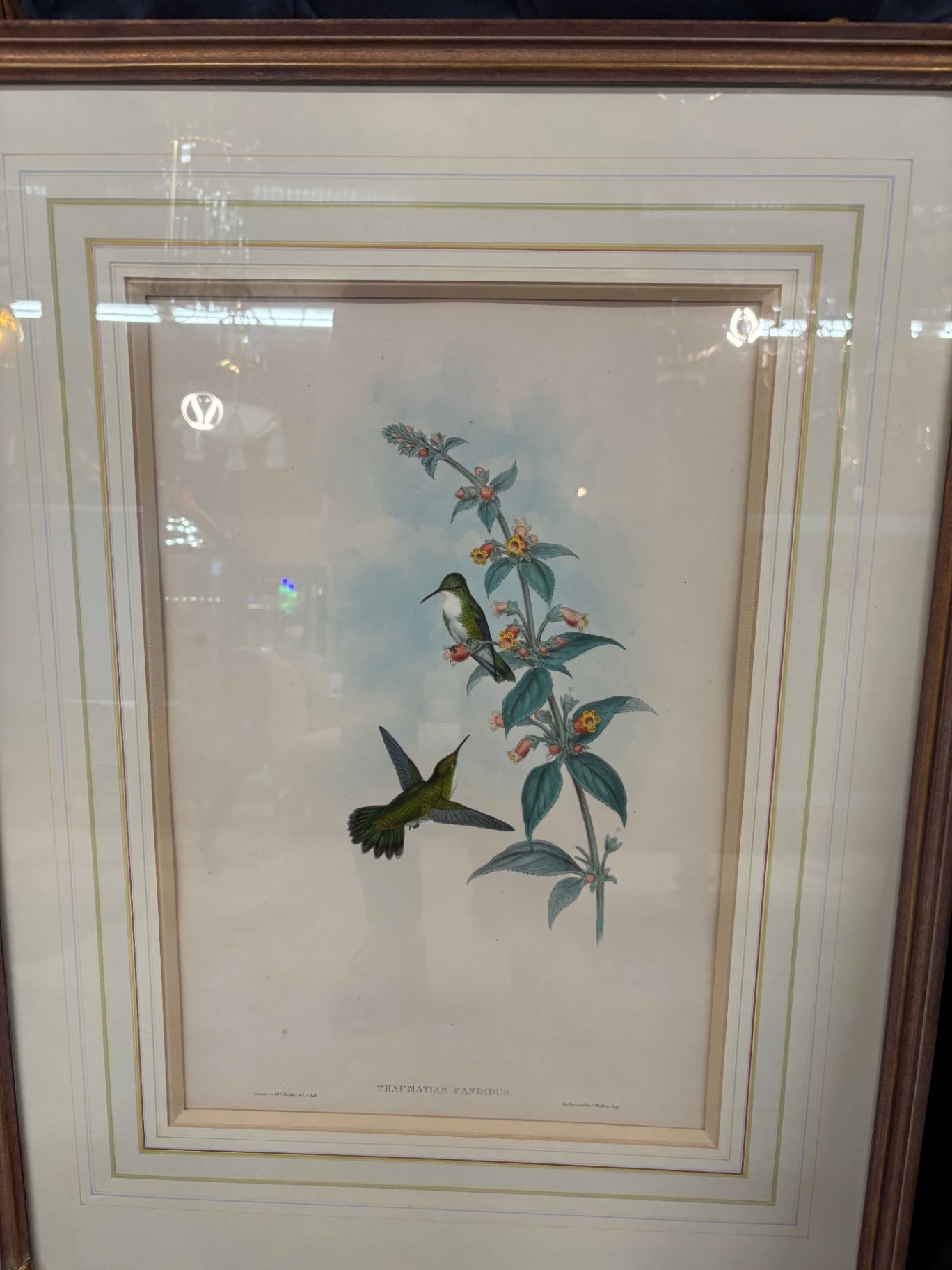 Vintage Bird Prints by James Gould Set of 2