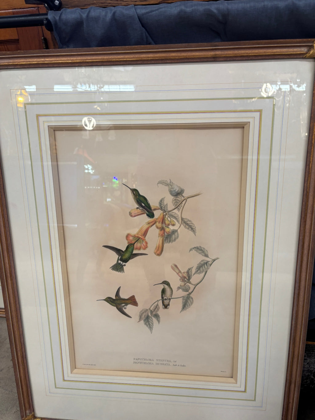 Vintage Bird Prints by James Gould Set of 2