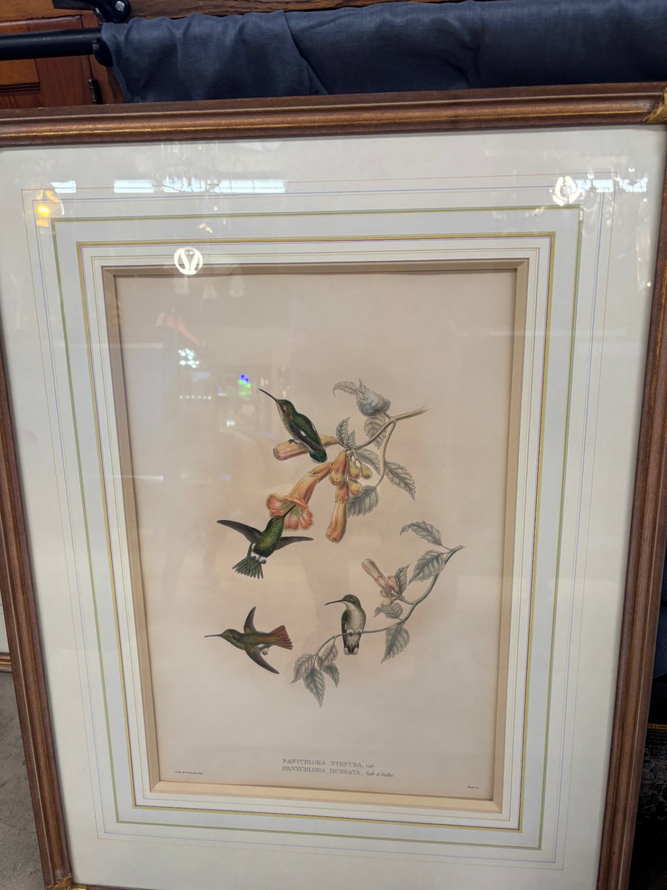 Vintage Bird Prints by James Gould Set of 2