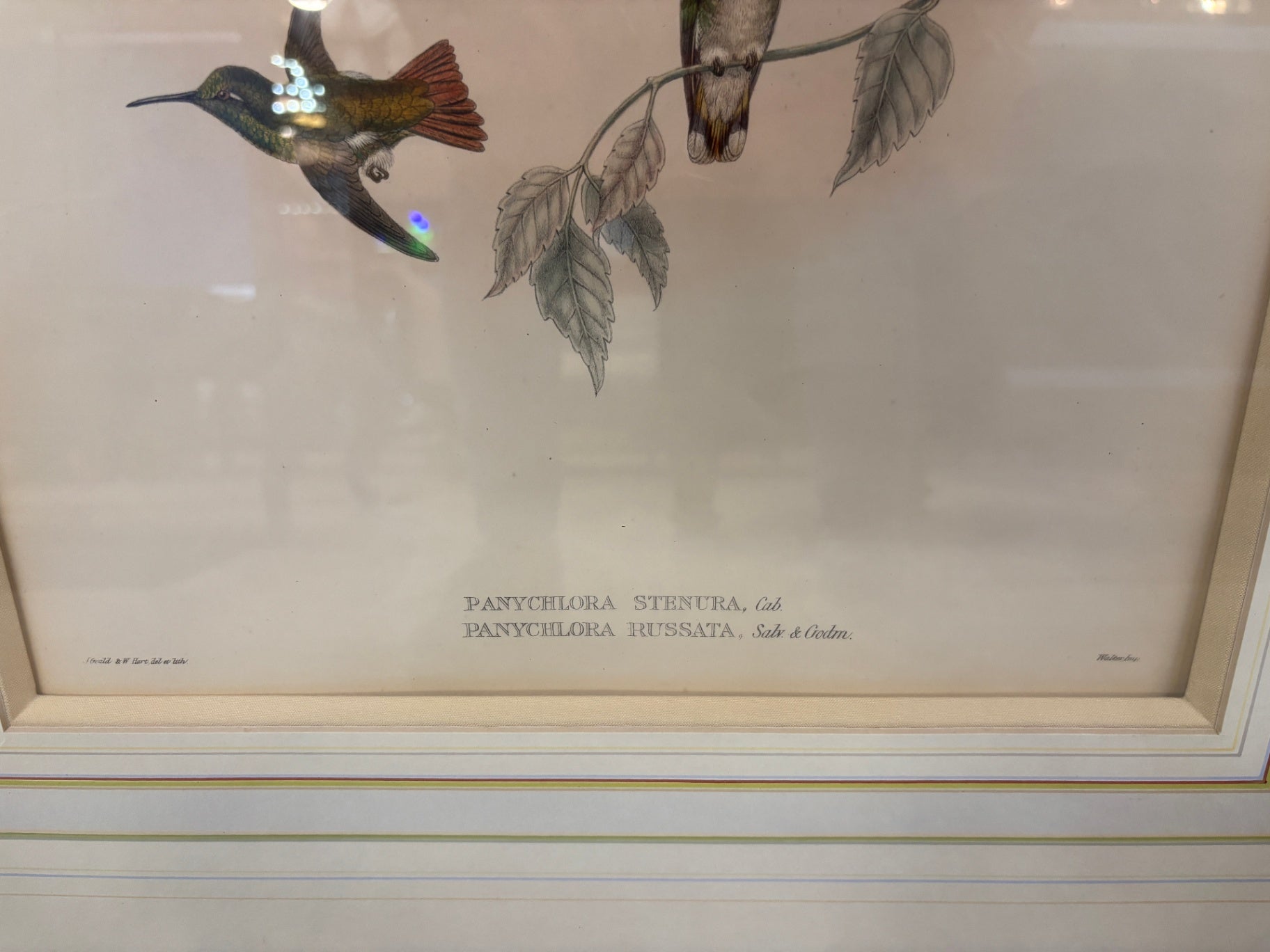Vintage Bird Prints by James Gould Set of 2