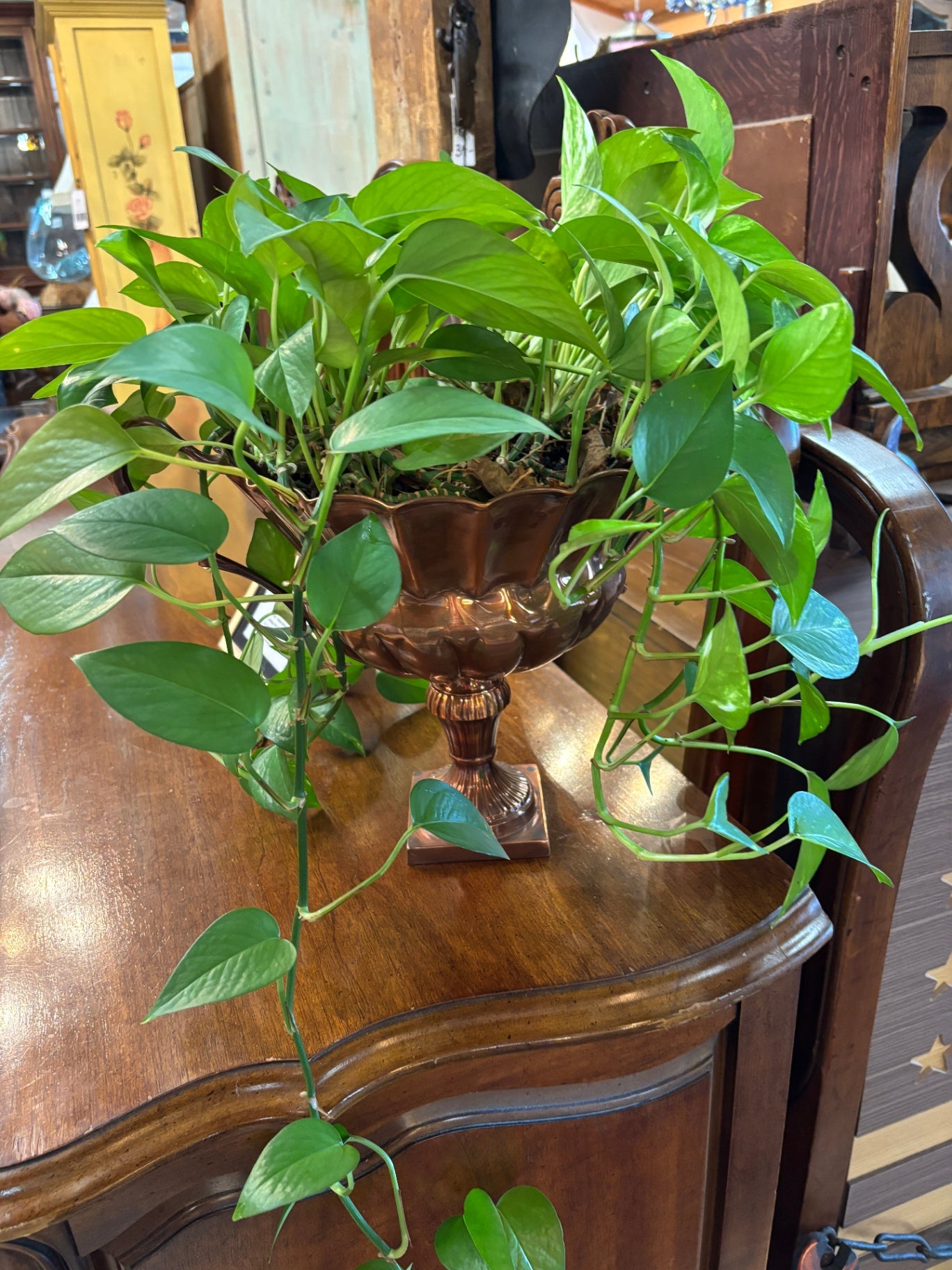 Vintage Copper Footed Cachepot Planter Holding a Trailing Golden Pothos plant.