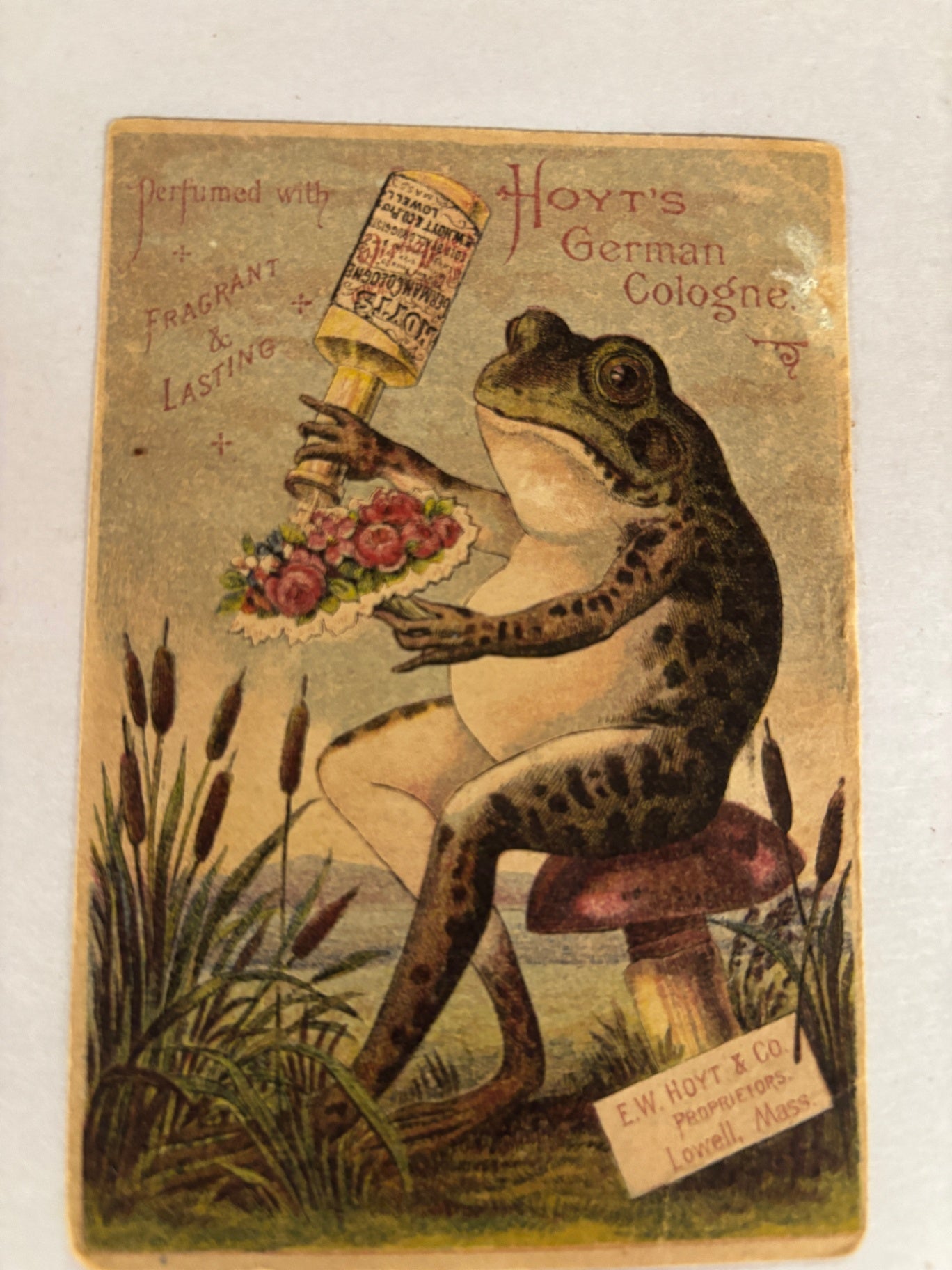 Vintage Victorian Trade Card for Hoyt's German Cologne