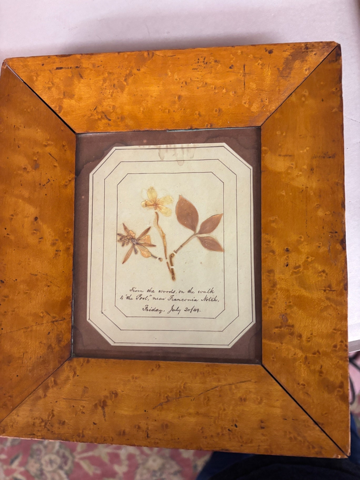 Antique Victorian Pressed Botanical Specimen Framed Memorabilia – Franconia Notch New Hampshire Dated July 20, 1849